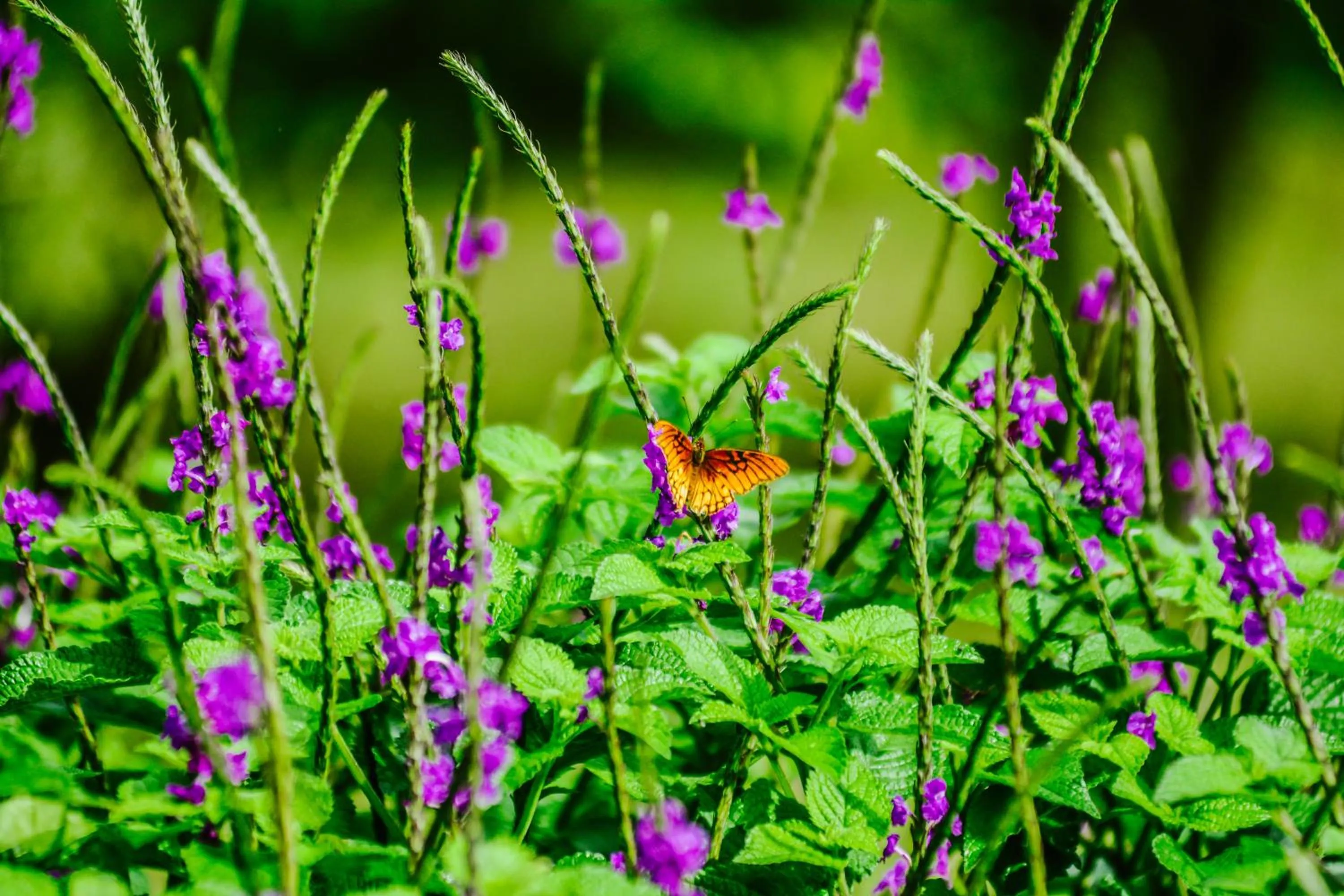 Animals in Cloud Forest Lodge