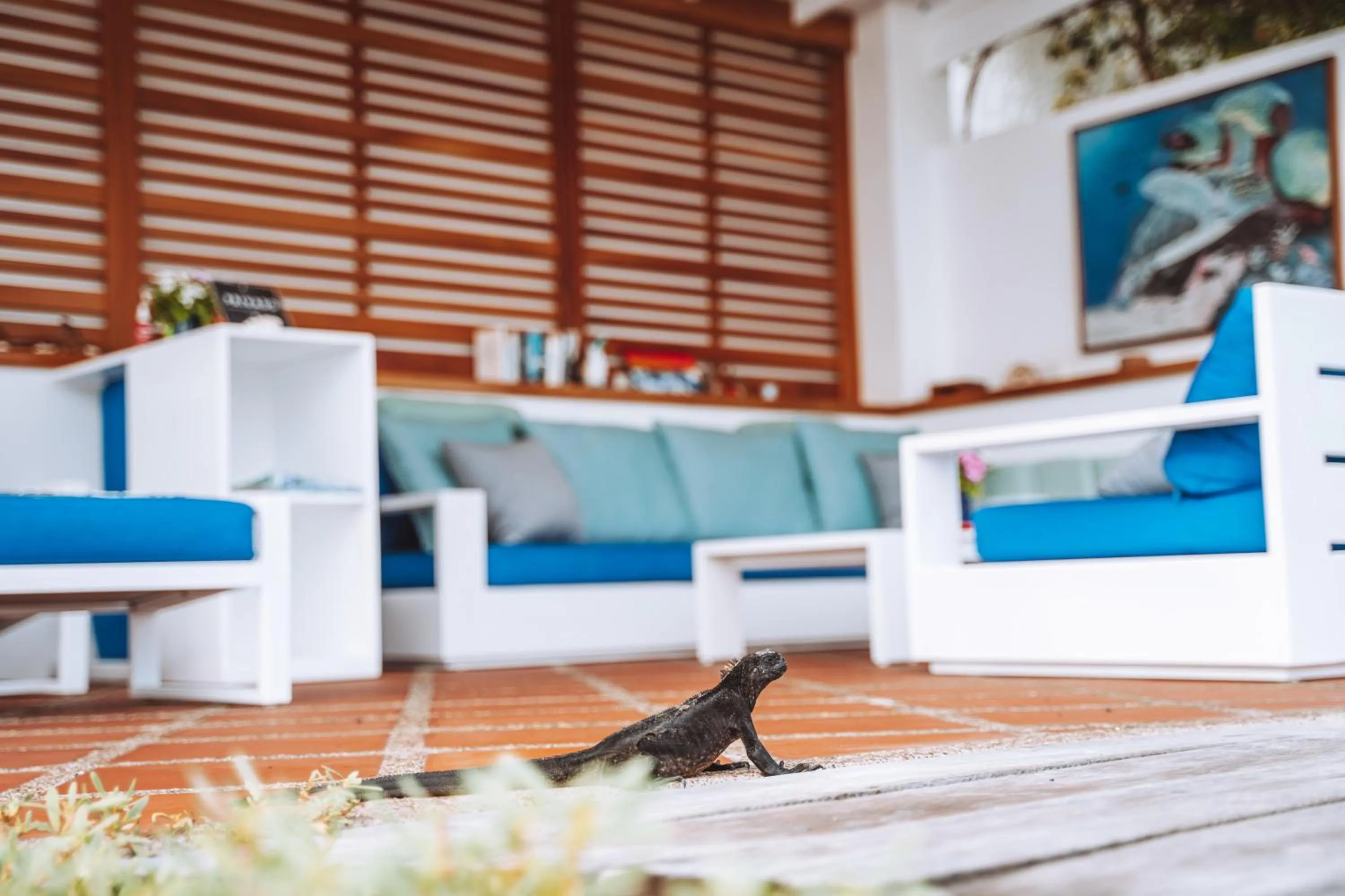 Balcony/Terrace in Hotel Cucuve
