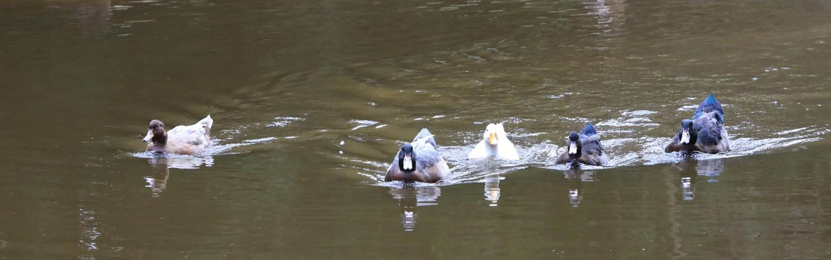 Natural landscape in Crayfish Creek Van & Cabin Park