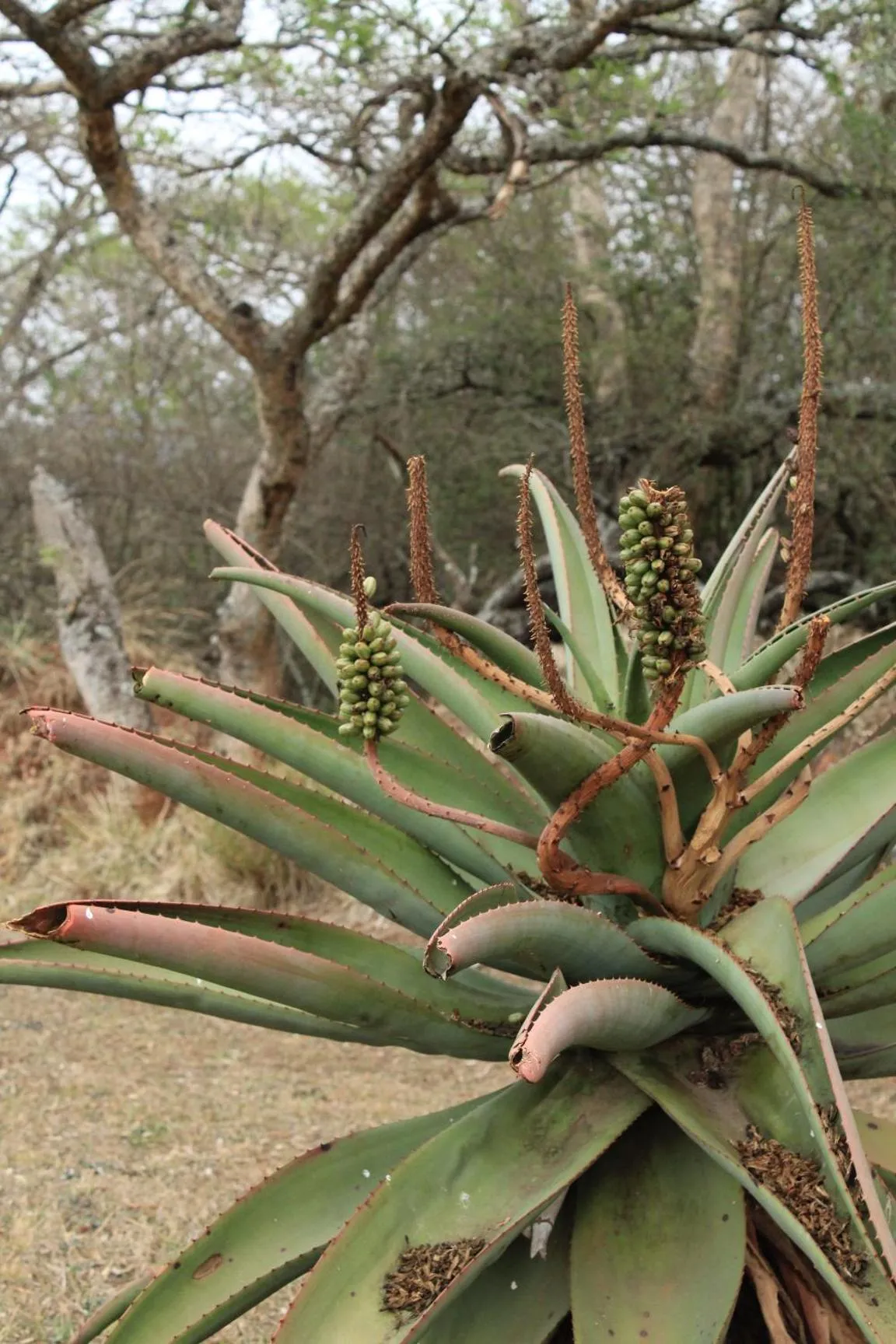 Day in Hilton Bush Lodge & Function Venue