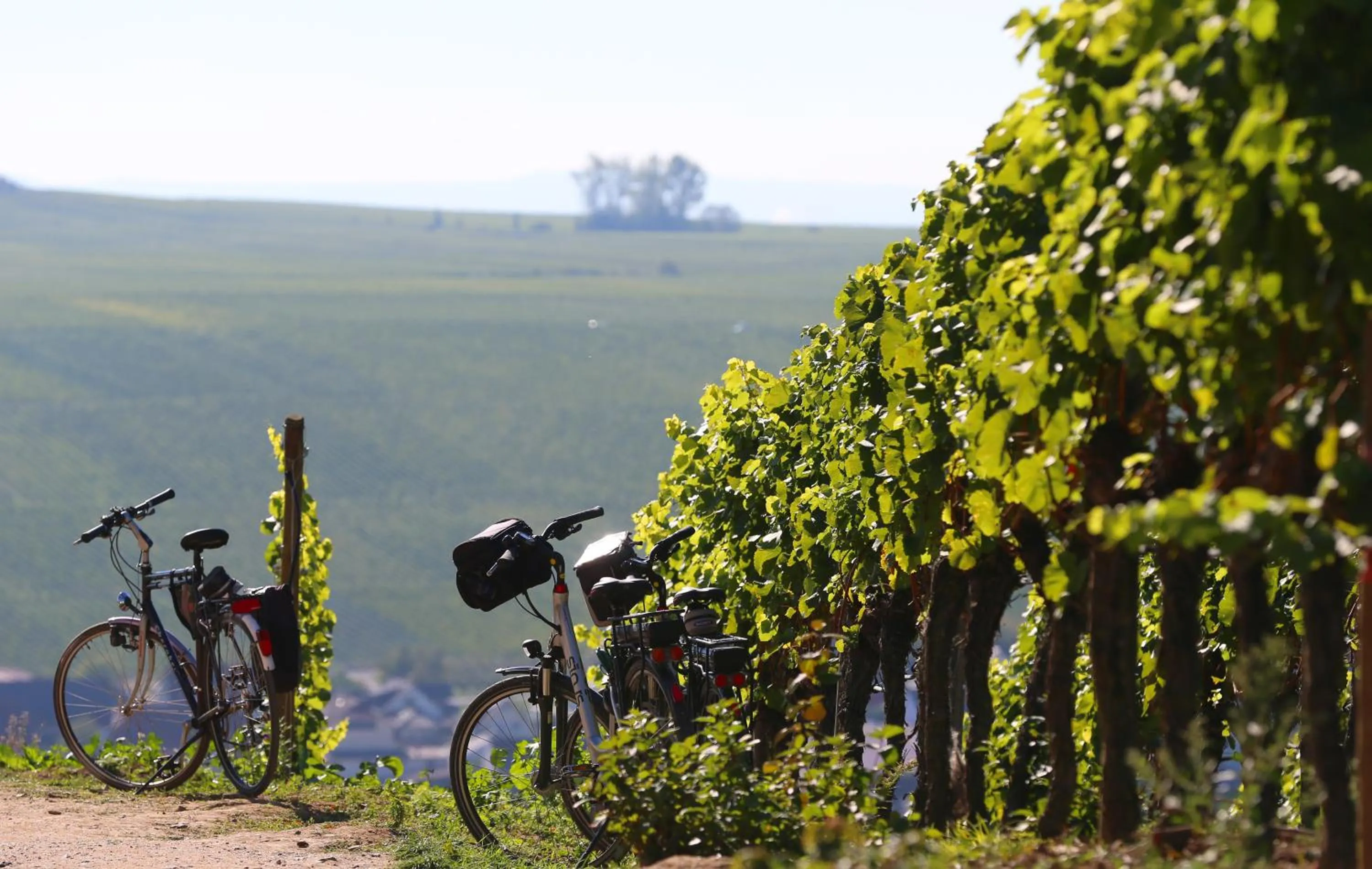 On site in Vogelsburg