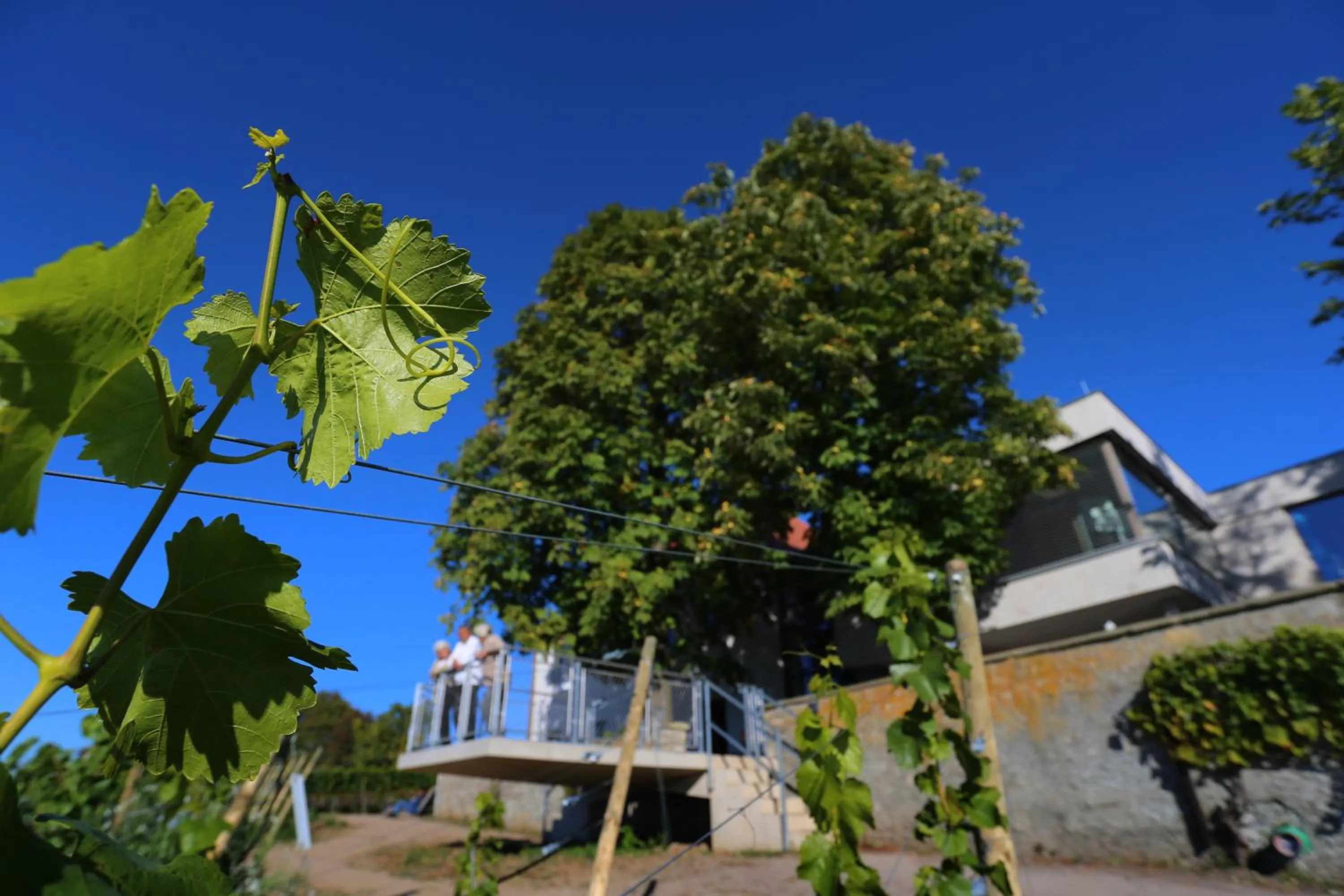 Natural landscape in Vogelsburg