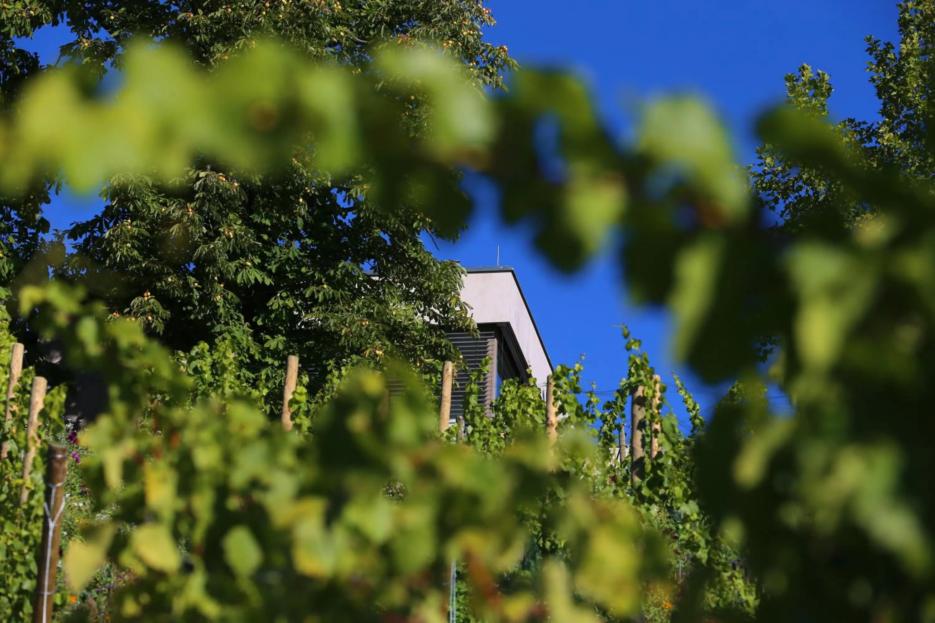 Area and facilities in Vogelsburg