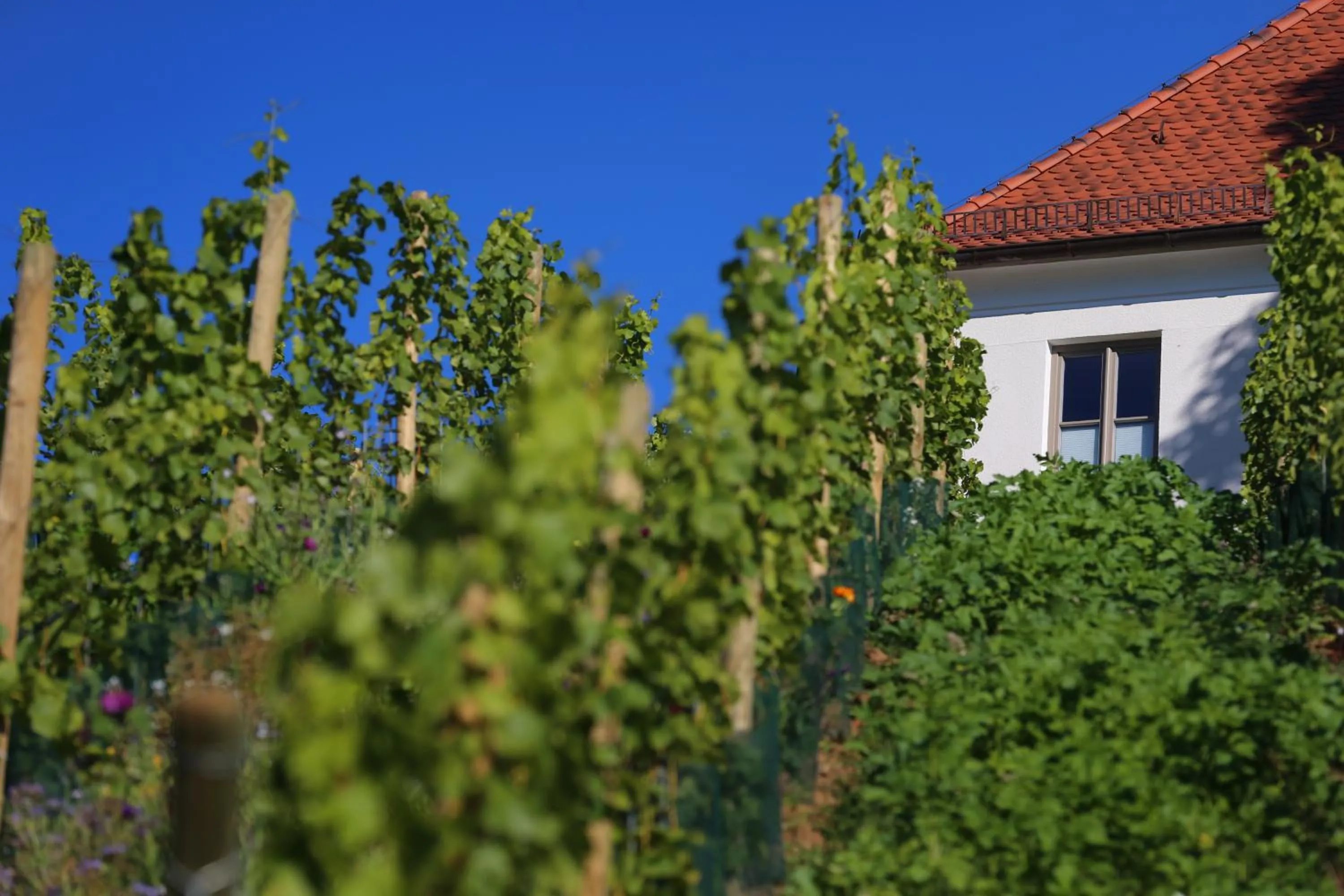 Facade/entrance in Vogelsburg