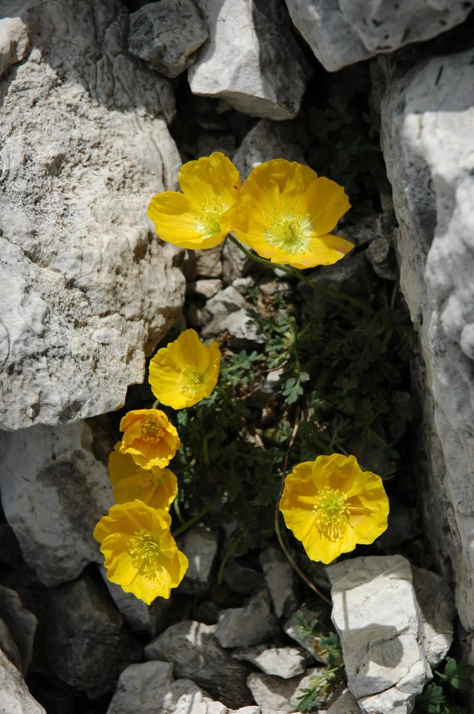 Area and facilities in G. Hotel Des Alpes (Classic since 1912)