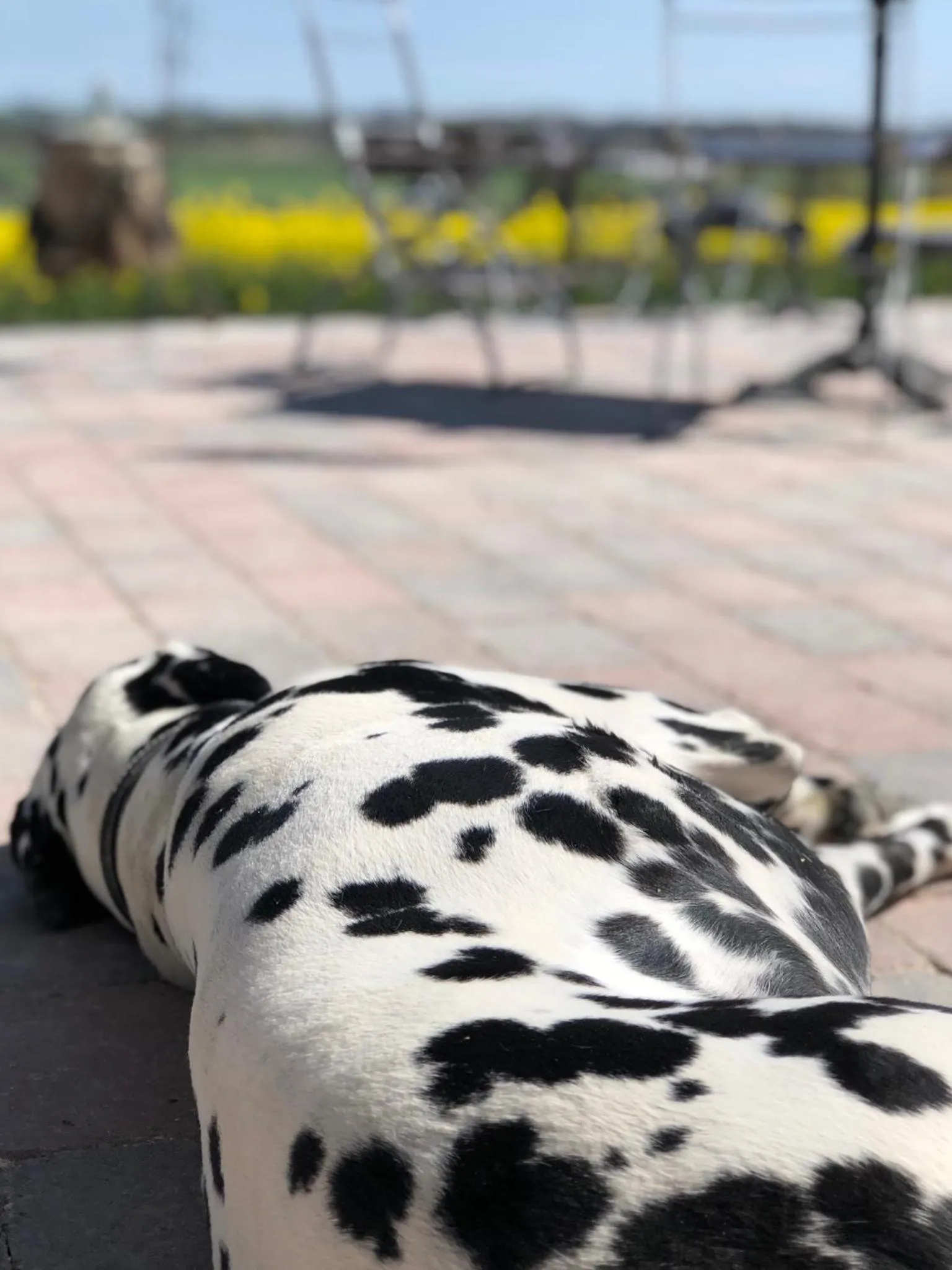 Garden in Sydkustens at Pillehill