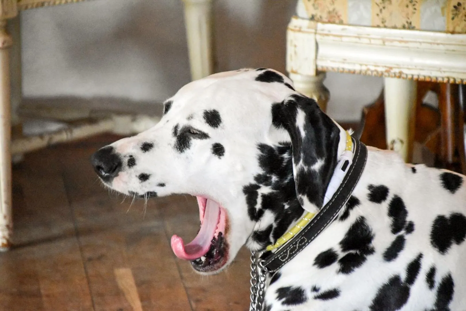 Pets in Sydkustens at Pillehill