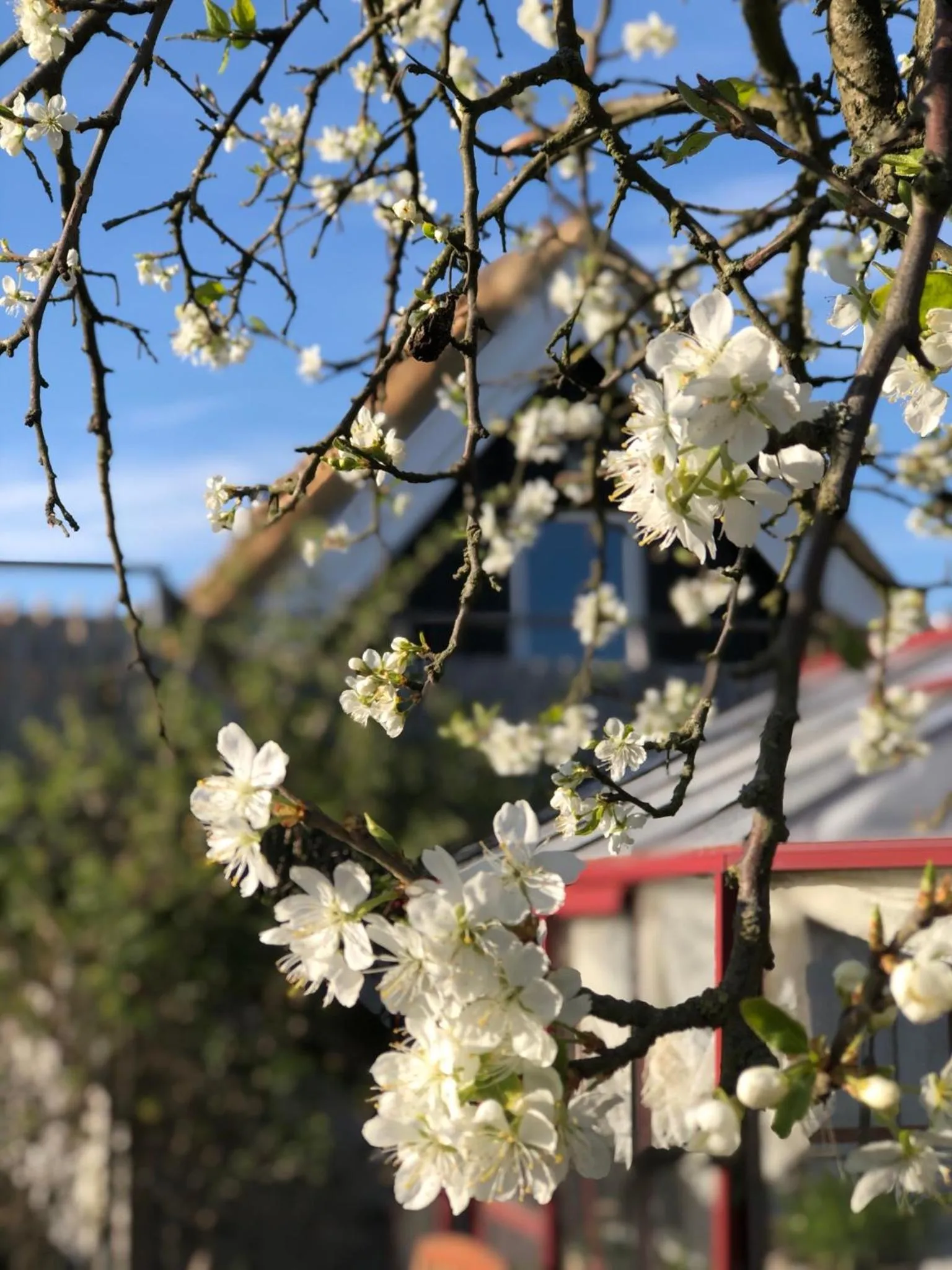 Garden in Sydkustens at Pillehill