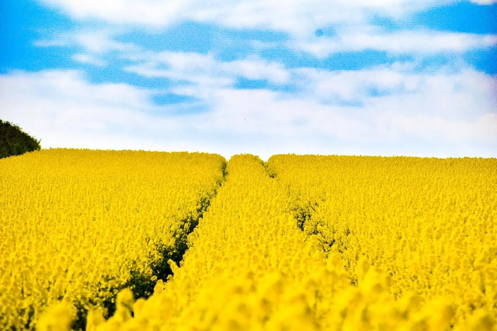 Spring in Sydkustens at Pillehill