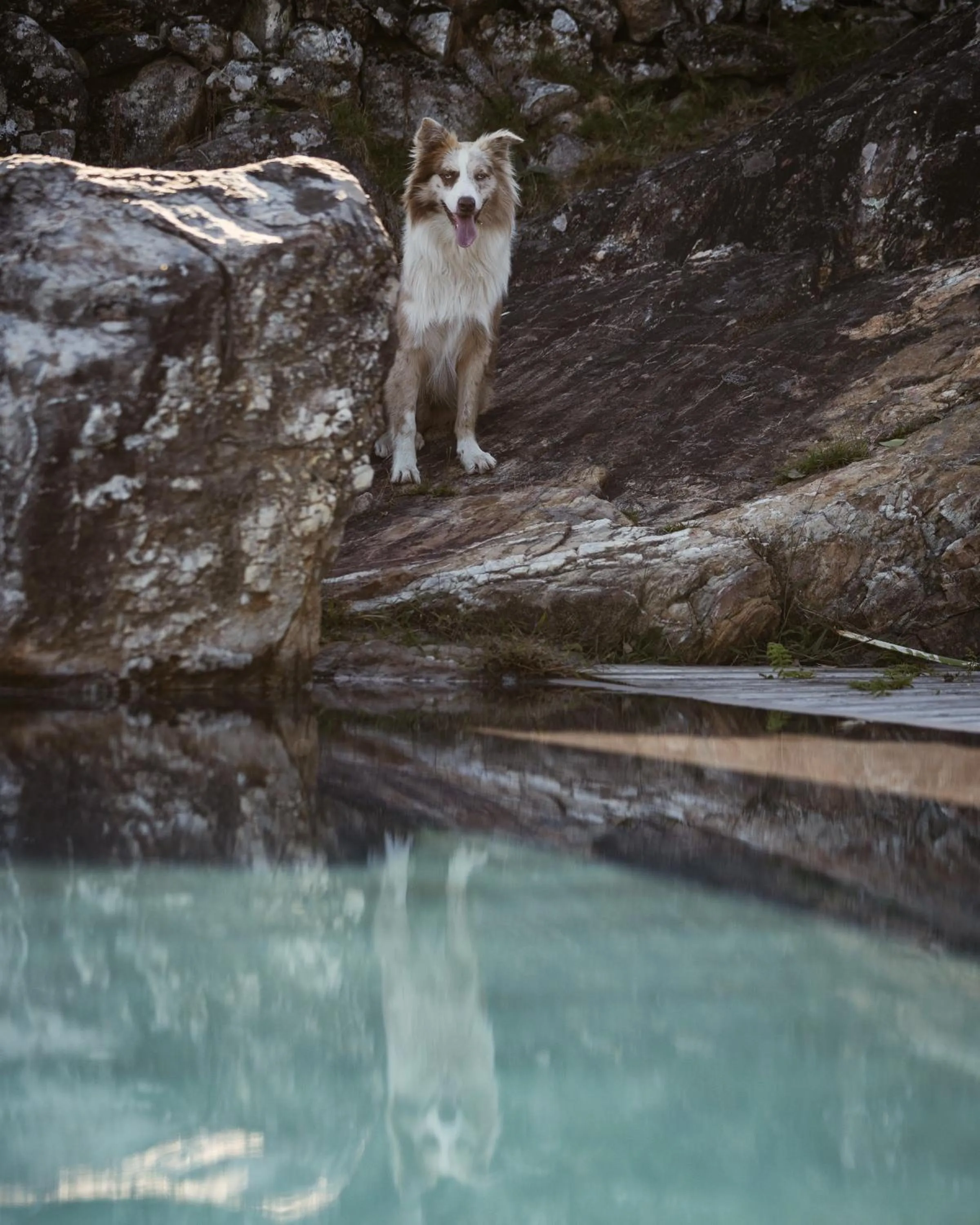 Pets in Cerquido by NHôme