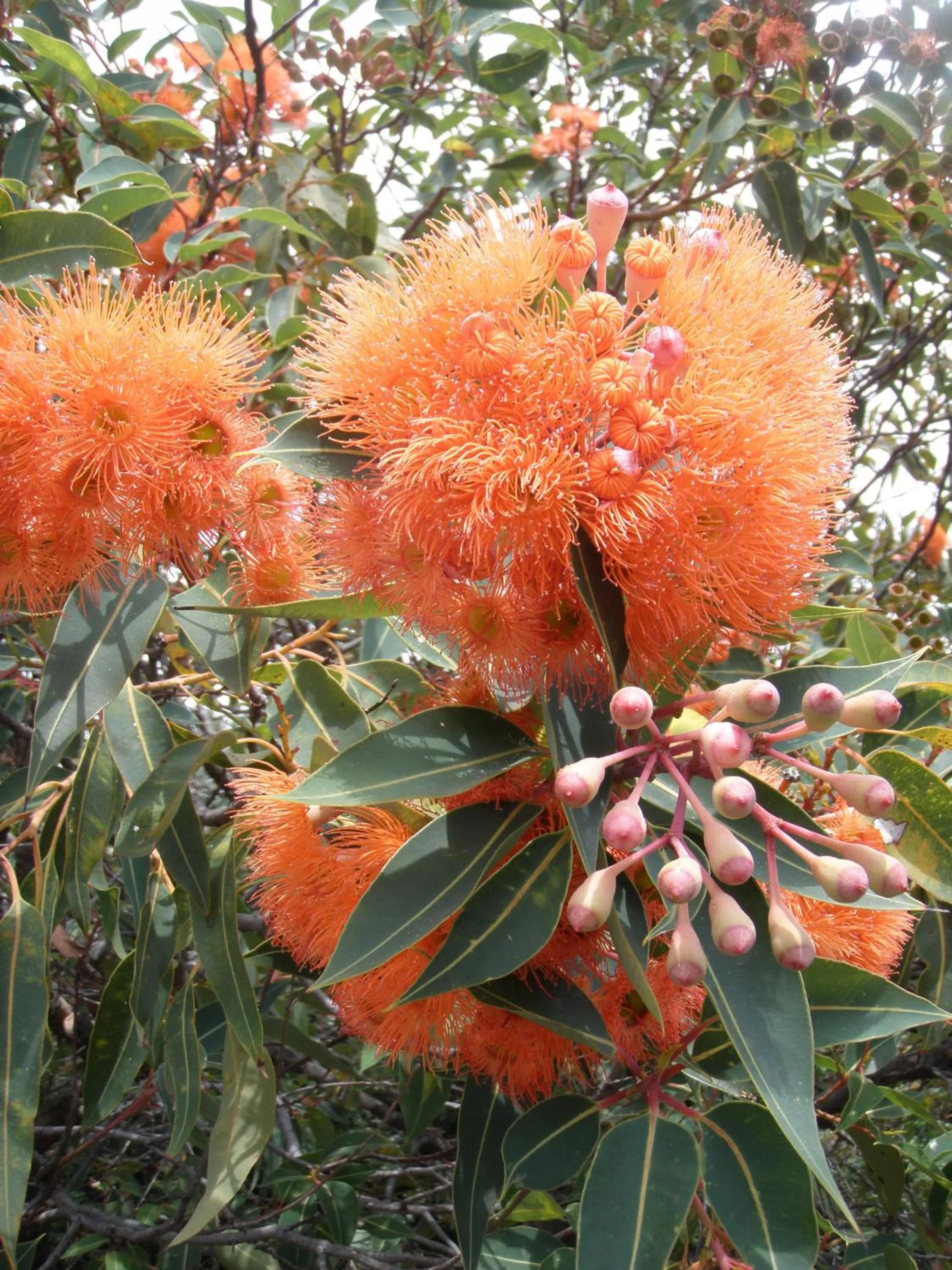 Garden in Riverland Motor Inn