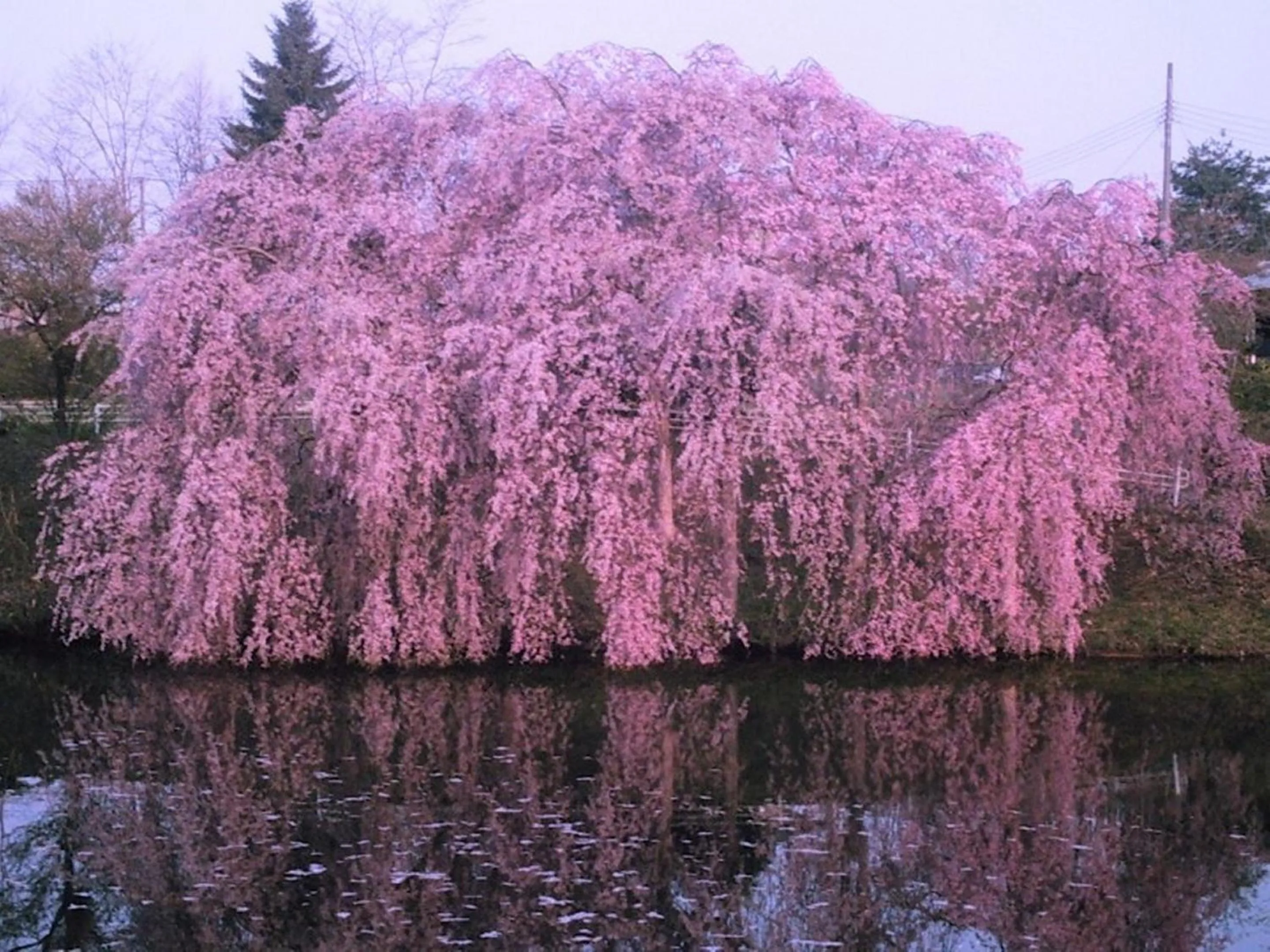 Seasons in Yamayuri no Yado