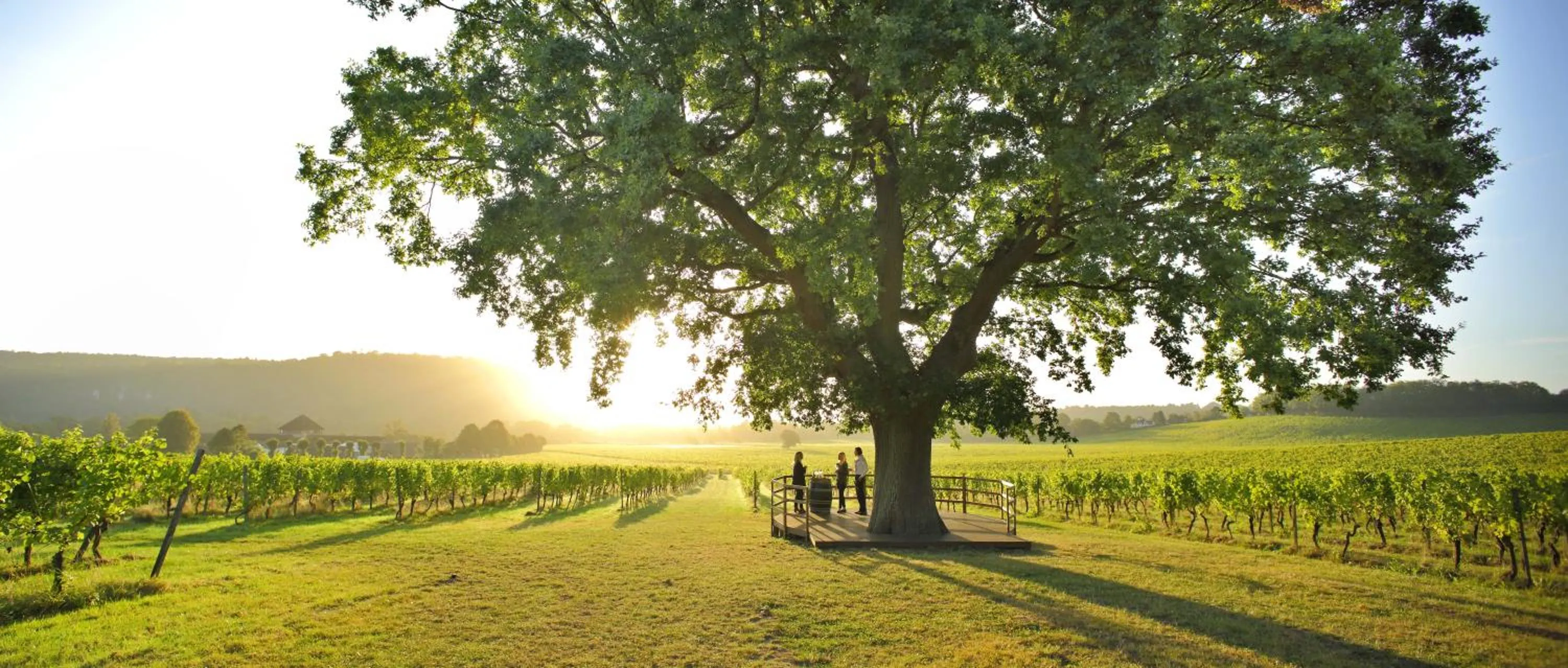 View (from property/room) in Denbies Vineyard Hotel