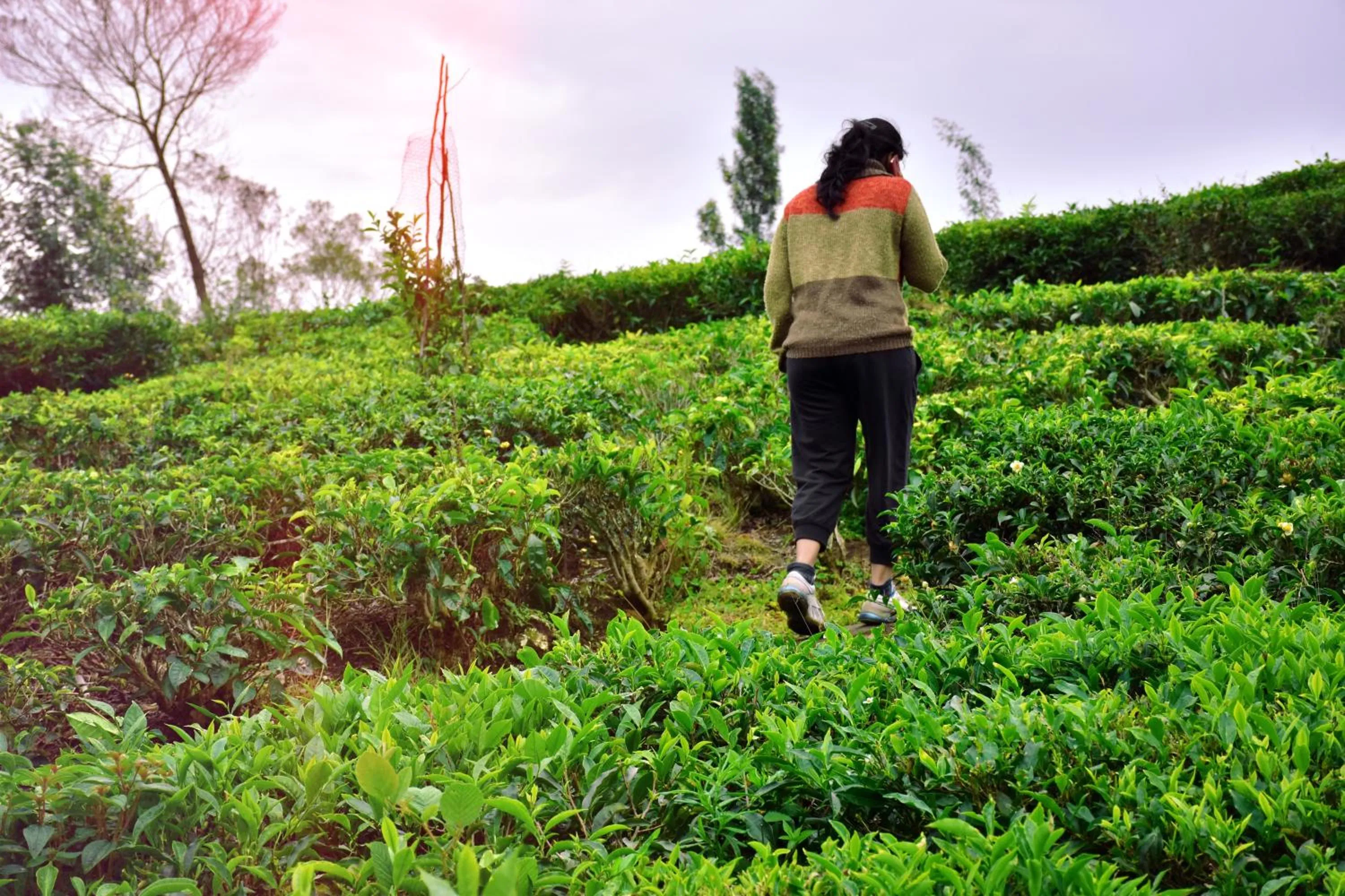 Garden in Green Nest Resort Ooty