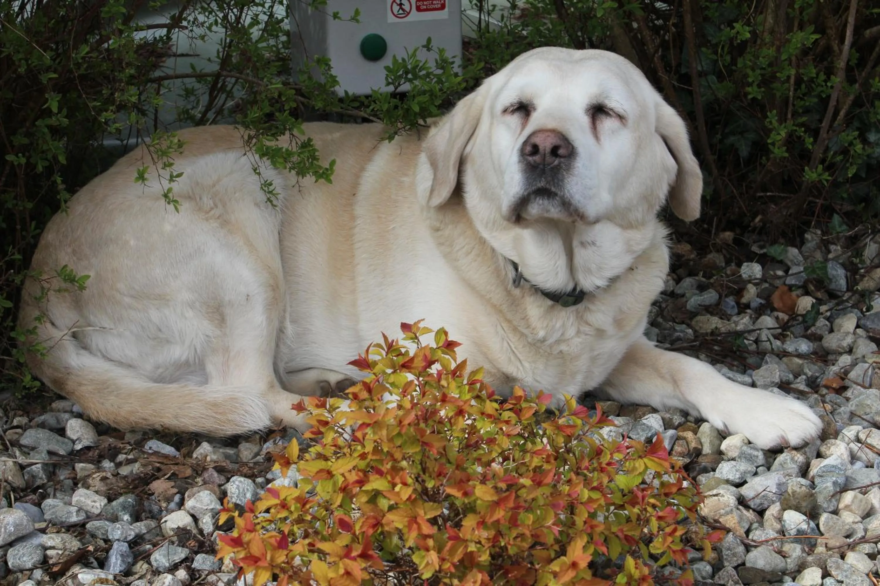 Pets in Carrowntober House B & B