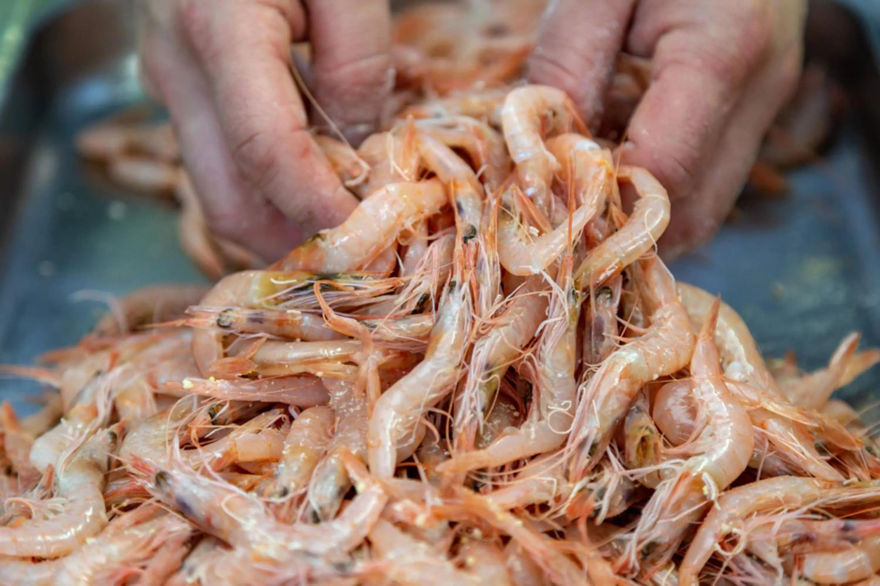 Restaurant/places to eat in Hotel Caesar Palace