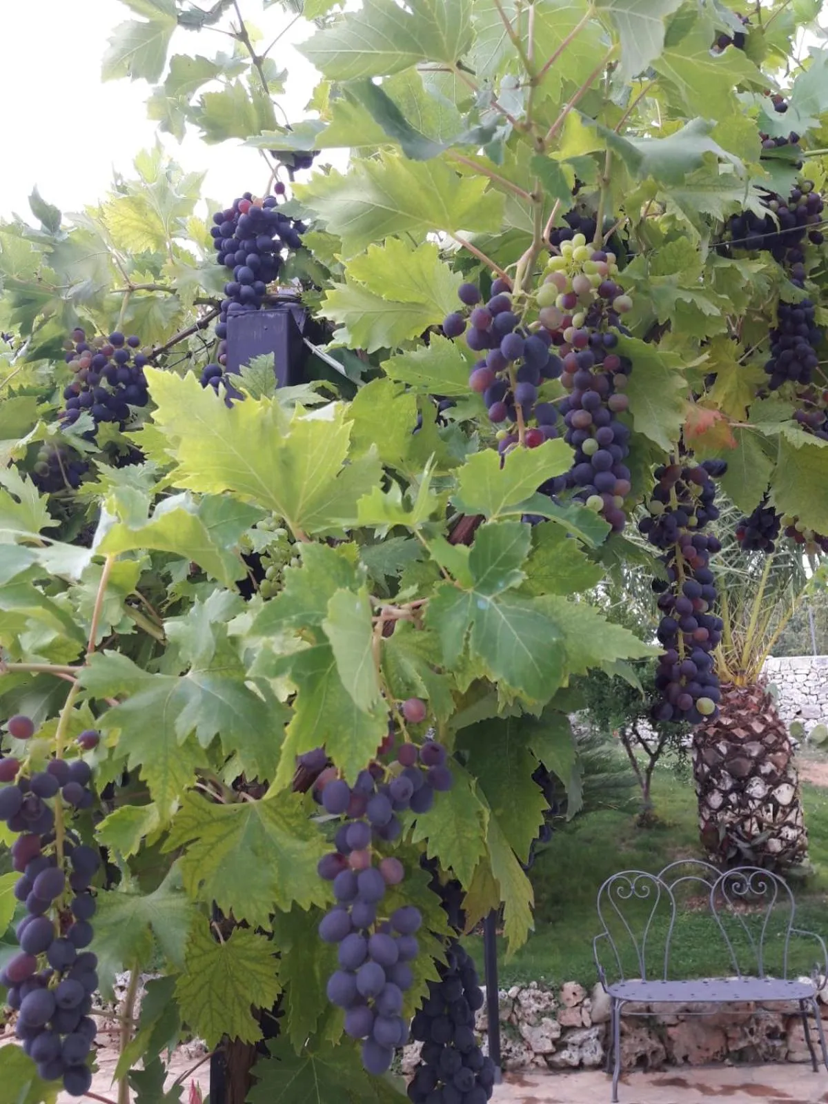 Garden in Villa Caramia