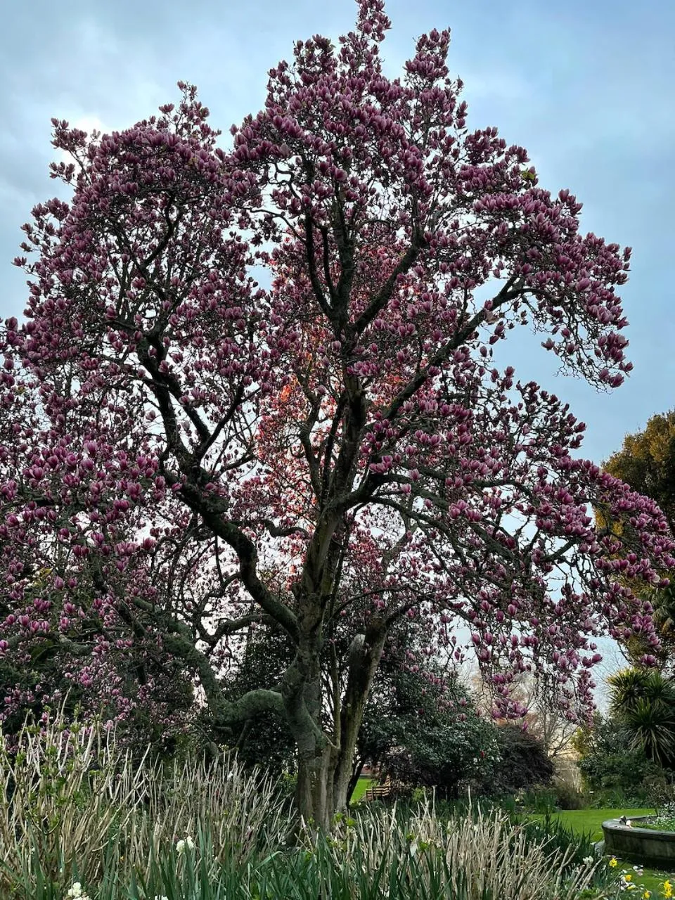 Garden in Villa Walton