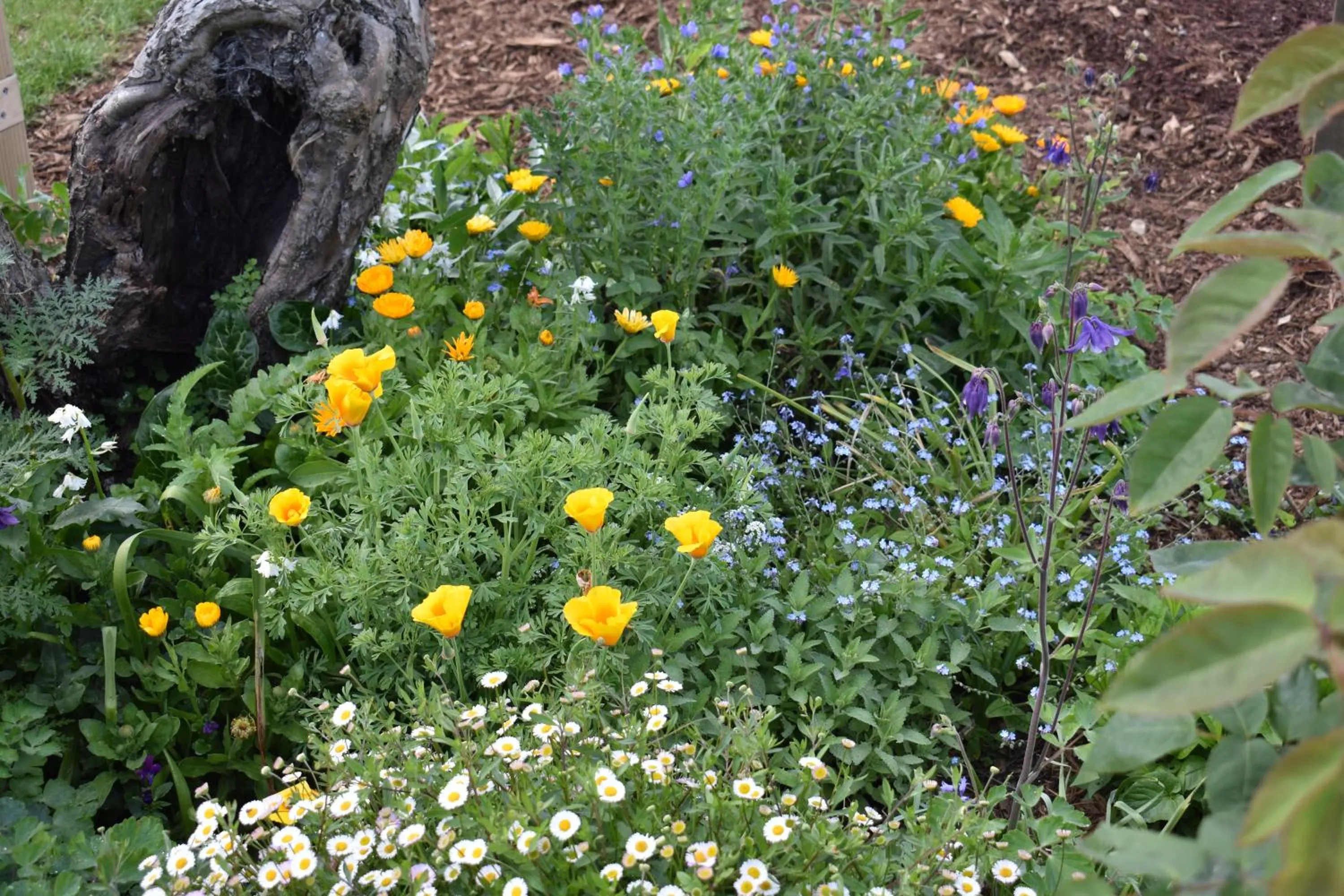 Garden in Villa Walton