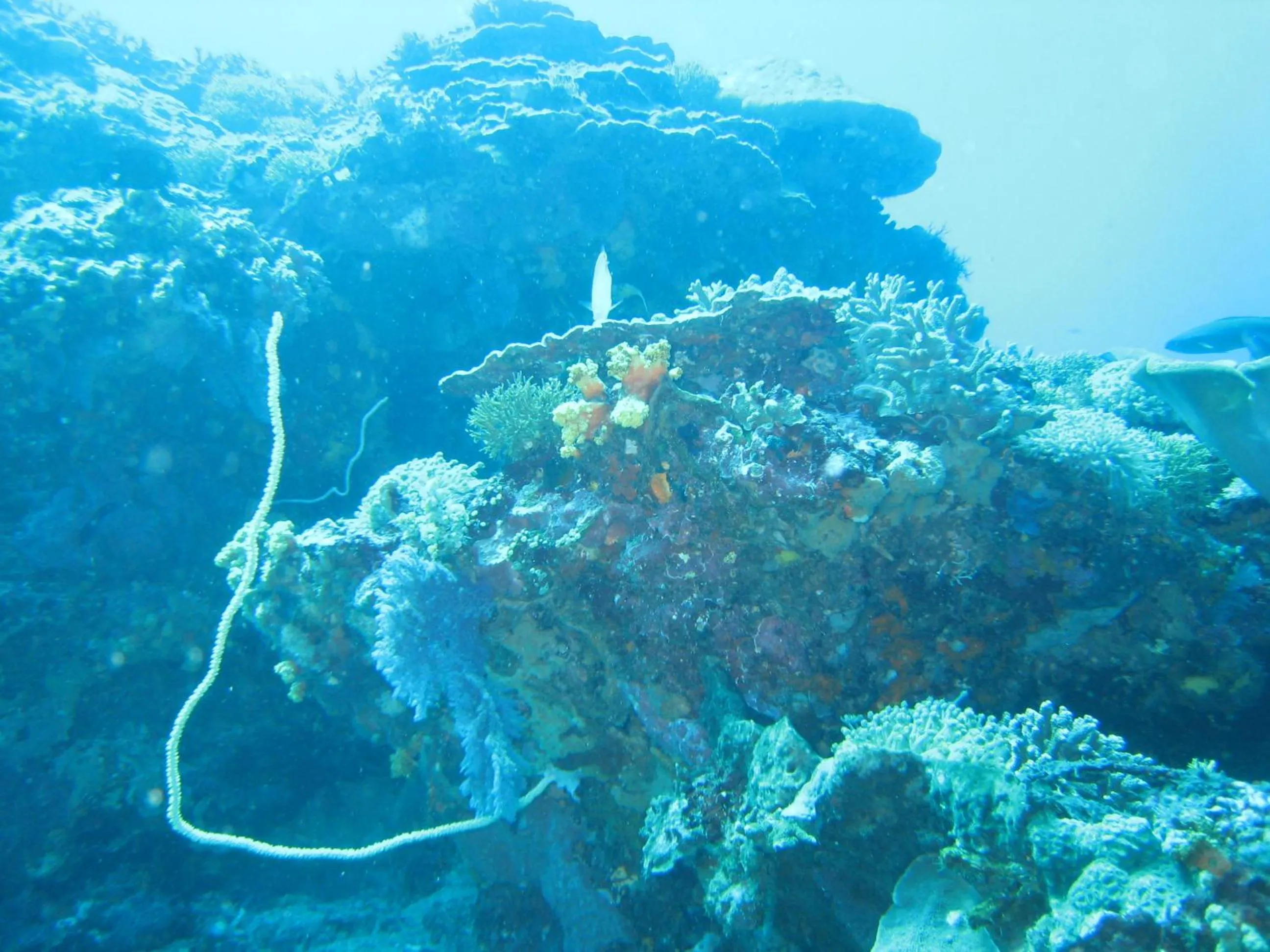 Off site in Kawans Inn Lembongan