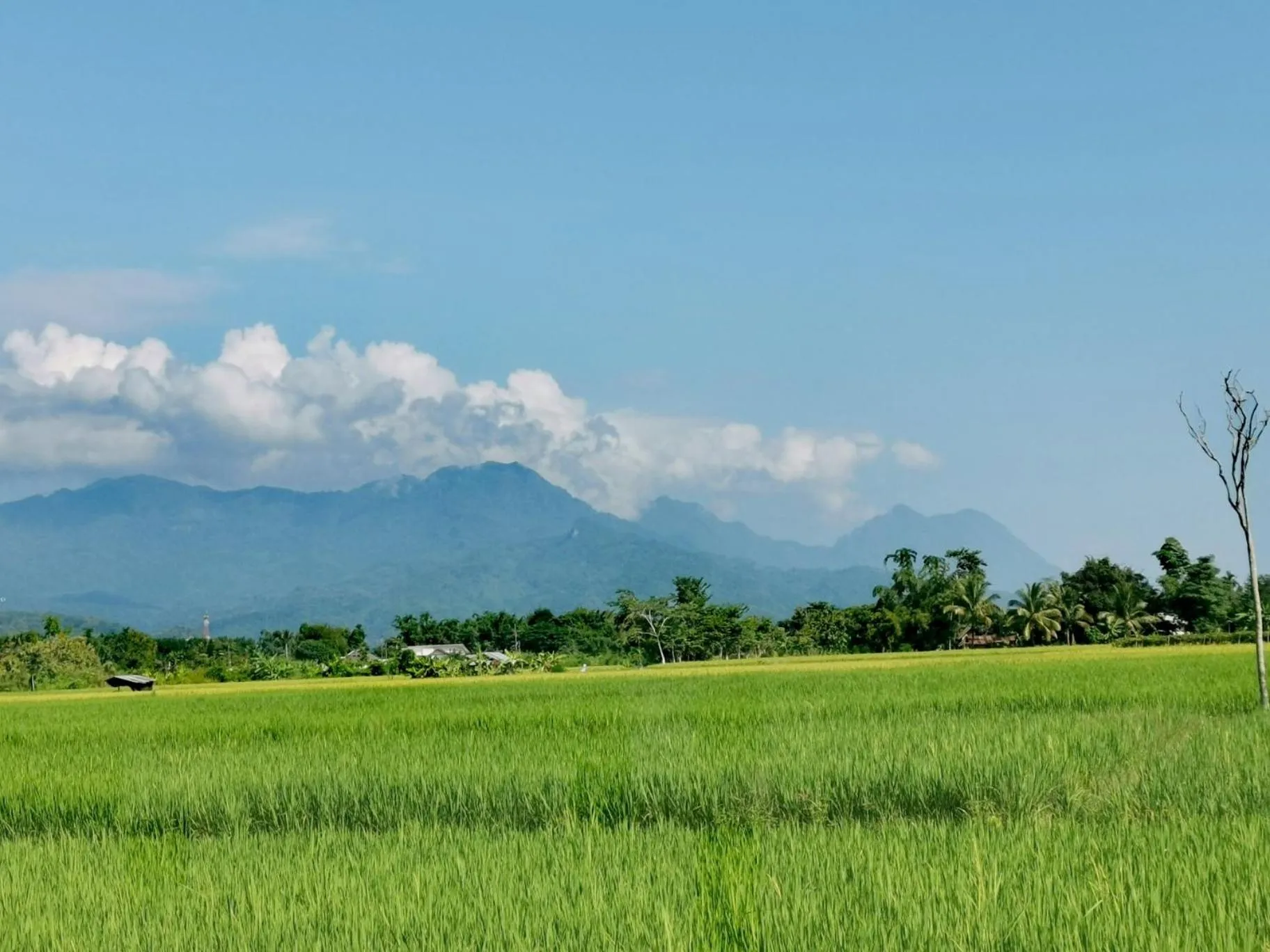 Ban Din Resort Chiang Rai