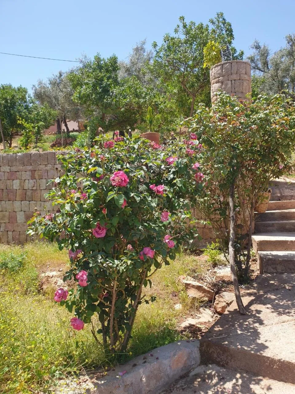 Garden in Maison d´hôtes Amazir