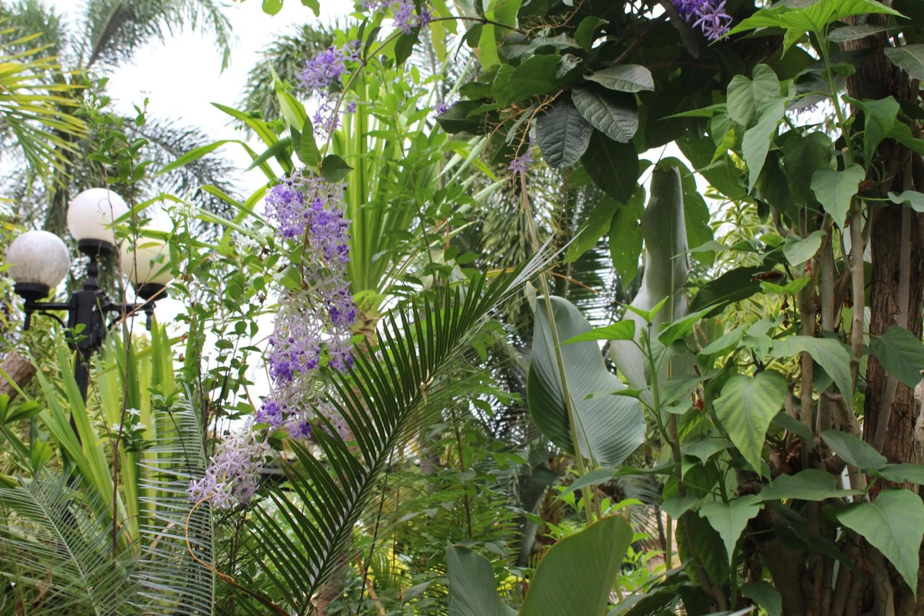 White Elephant Resort