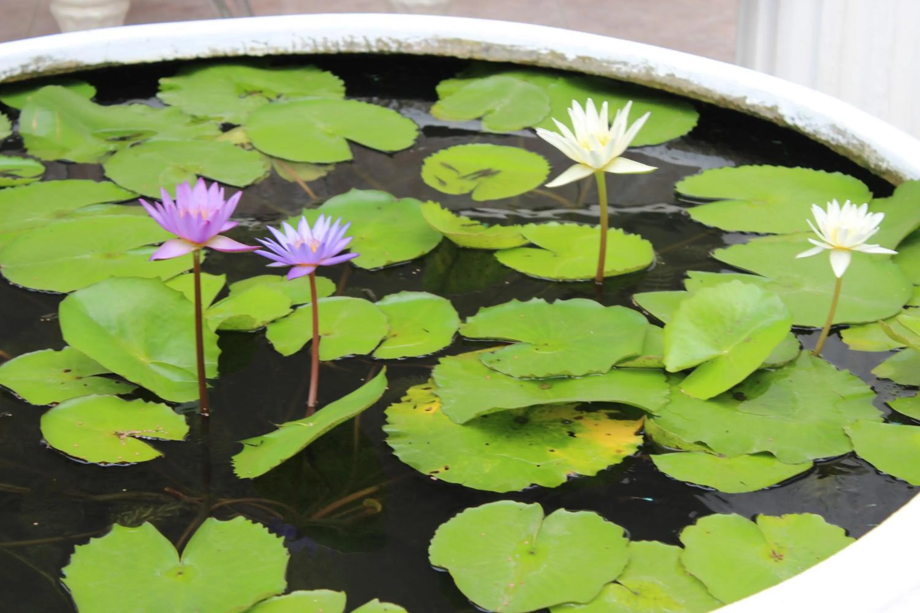 White Elephant Resort