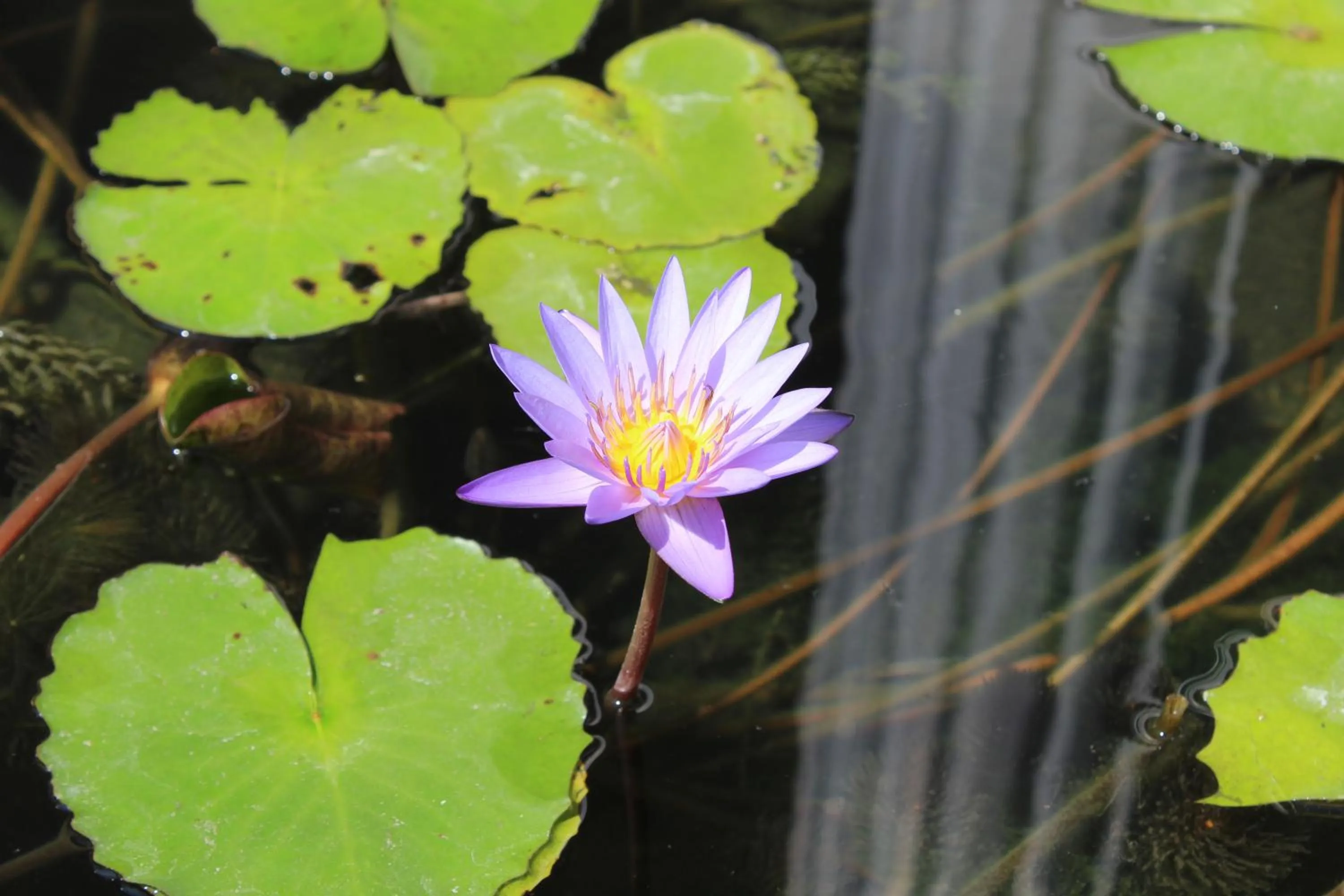 White Elephant Resort