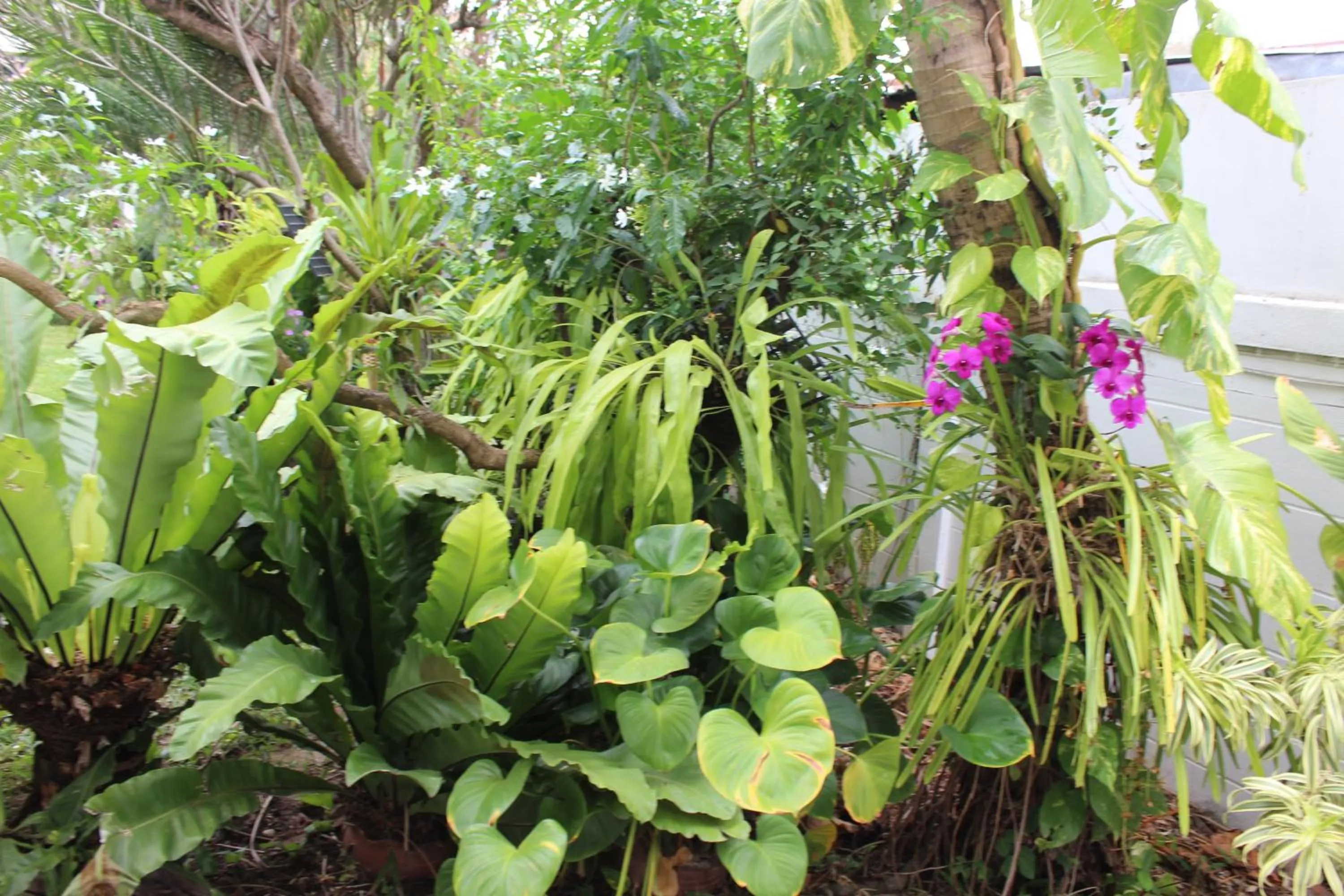 White Elephant Resort