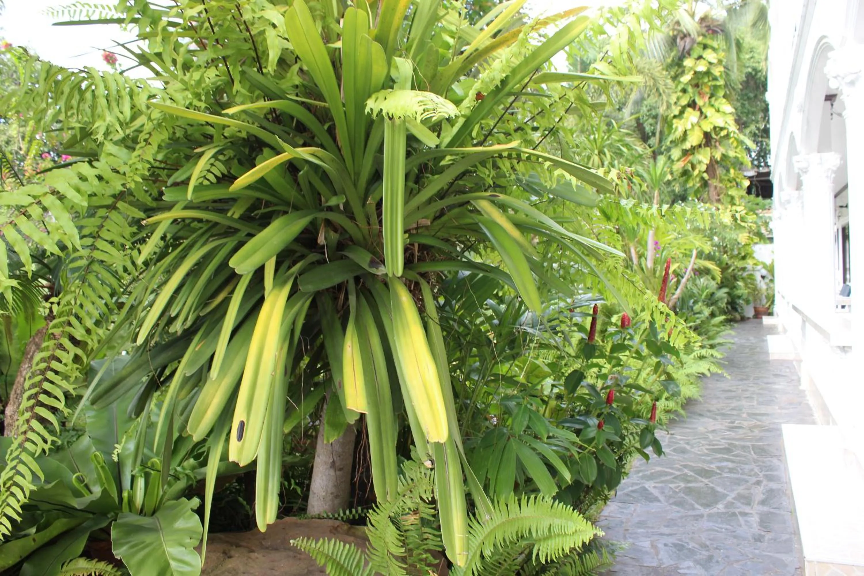 White Elephant Resort