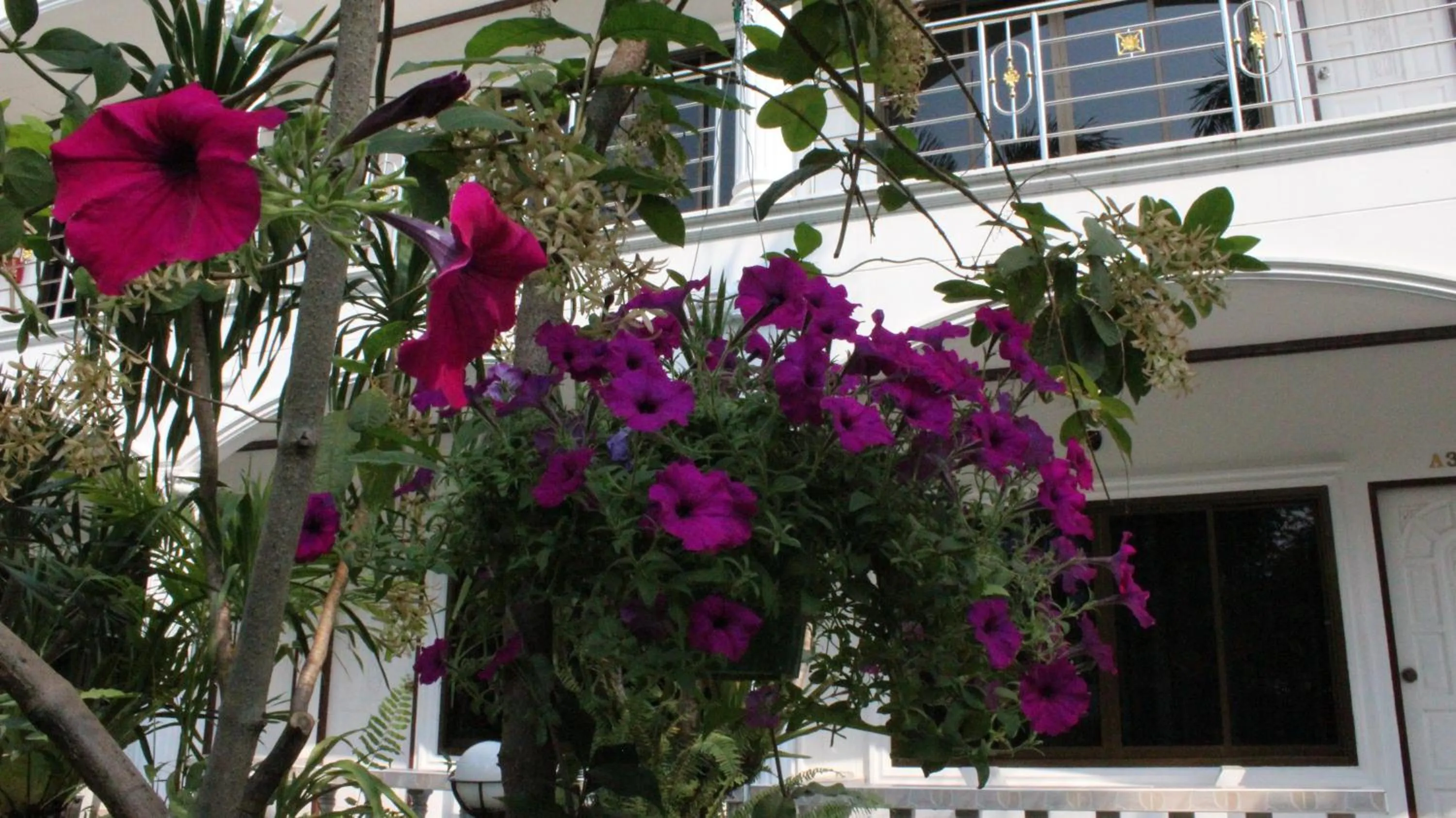 White Elephant Resort