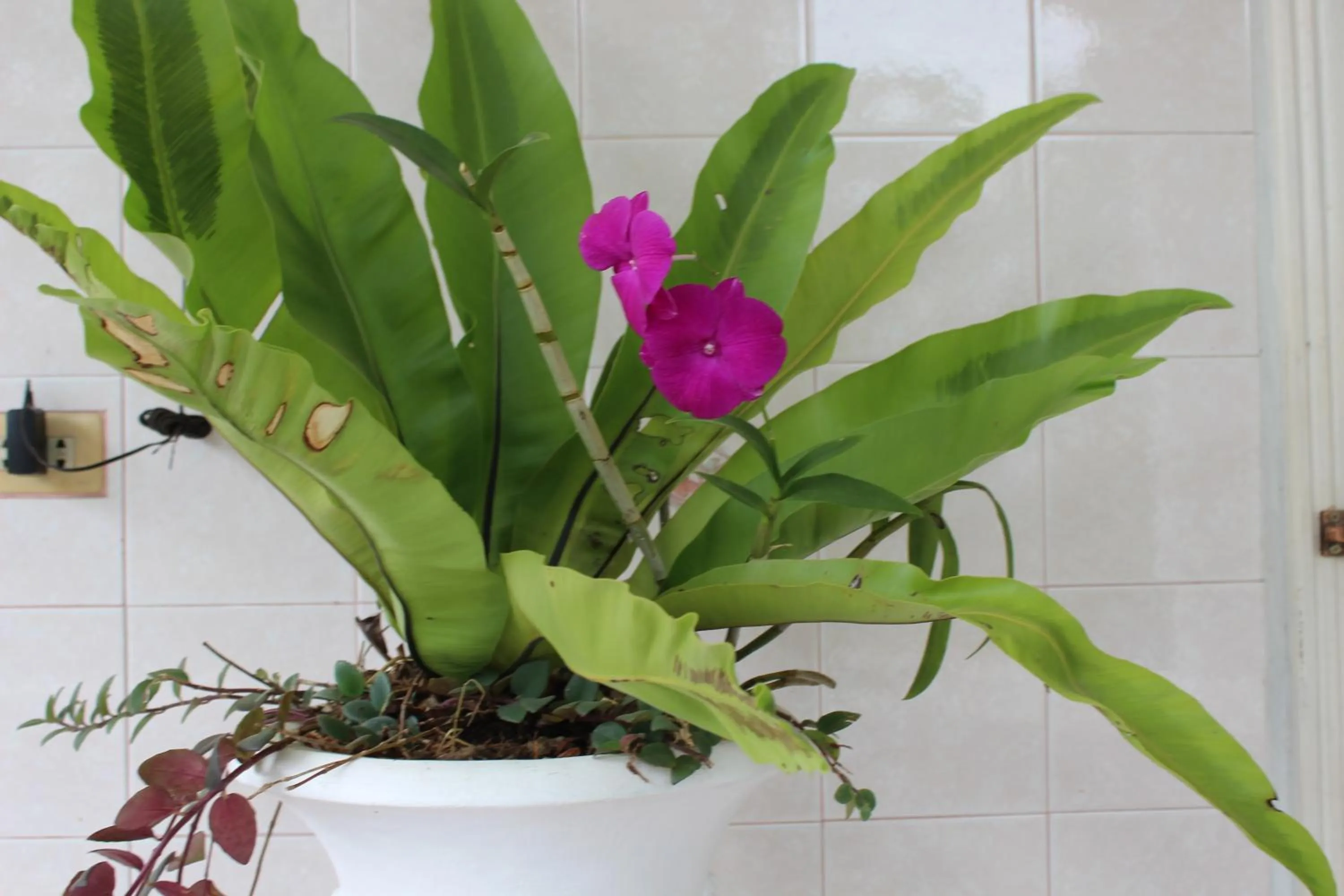 Garden in White Elephant Resort