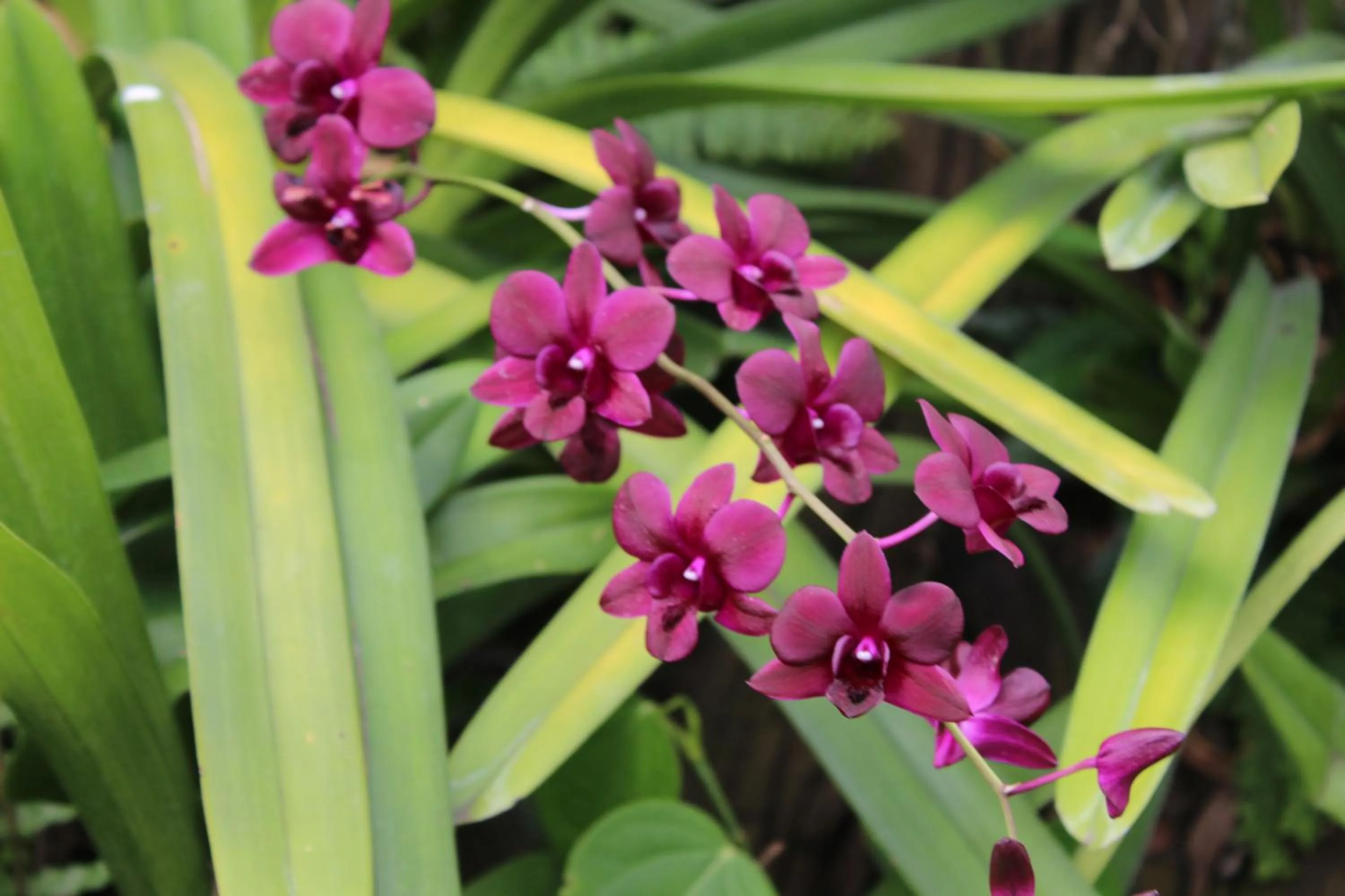 White Elephant Resort