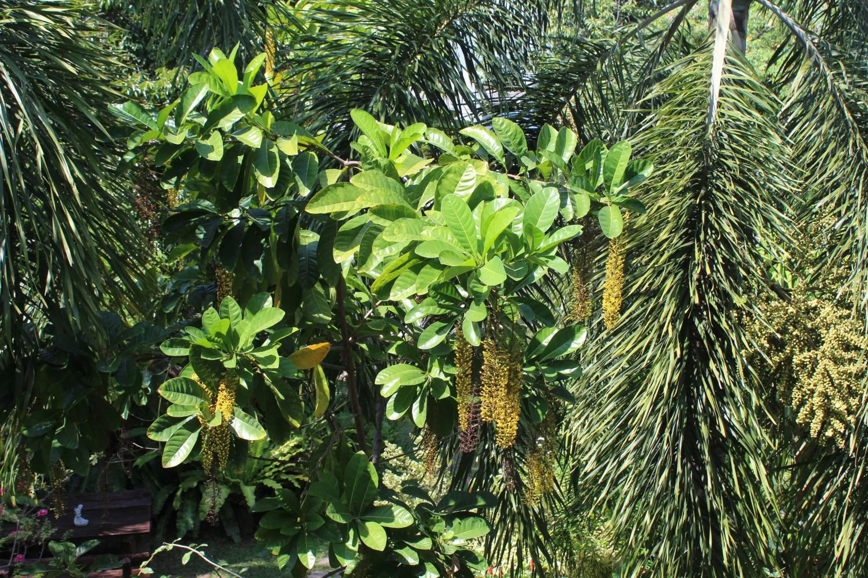 White Elephant Resort