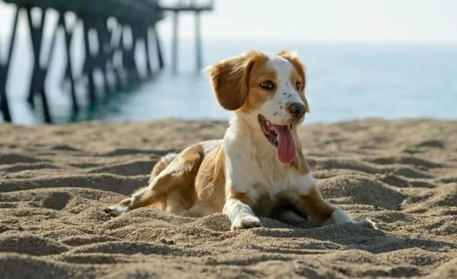 Bar Harbor On The Oceanfront