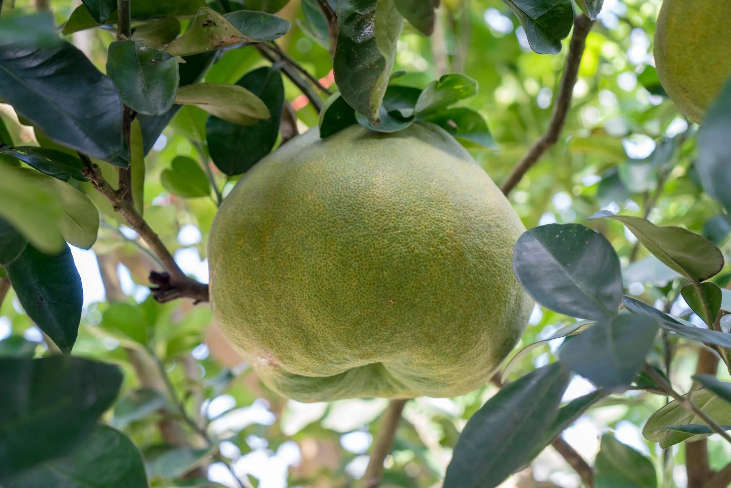 Garden in Luna Villa