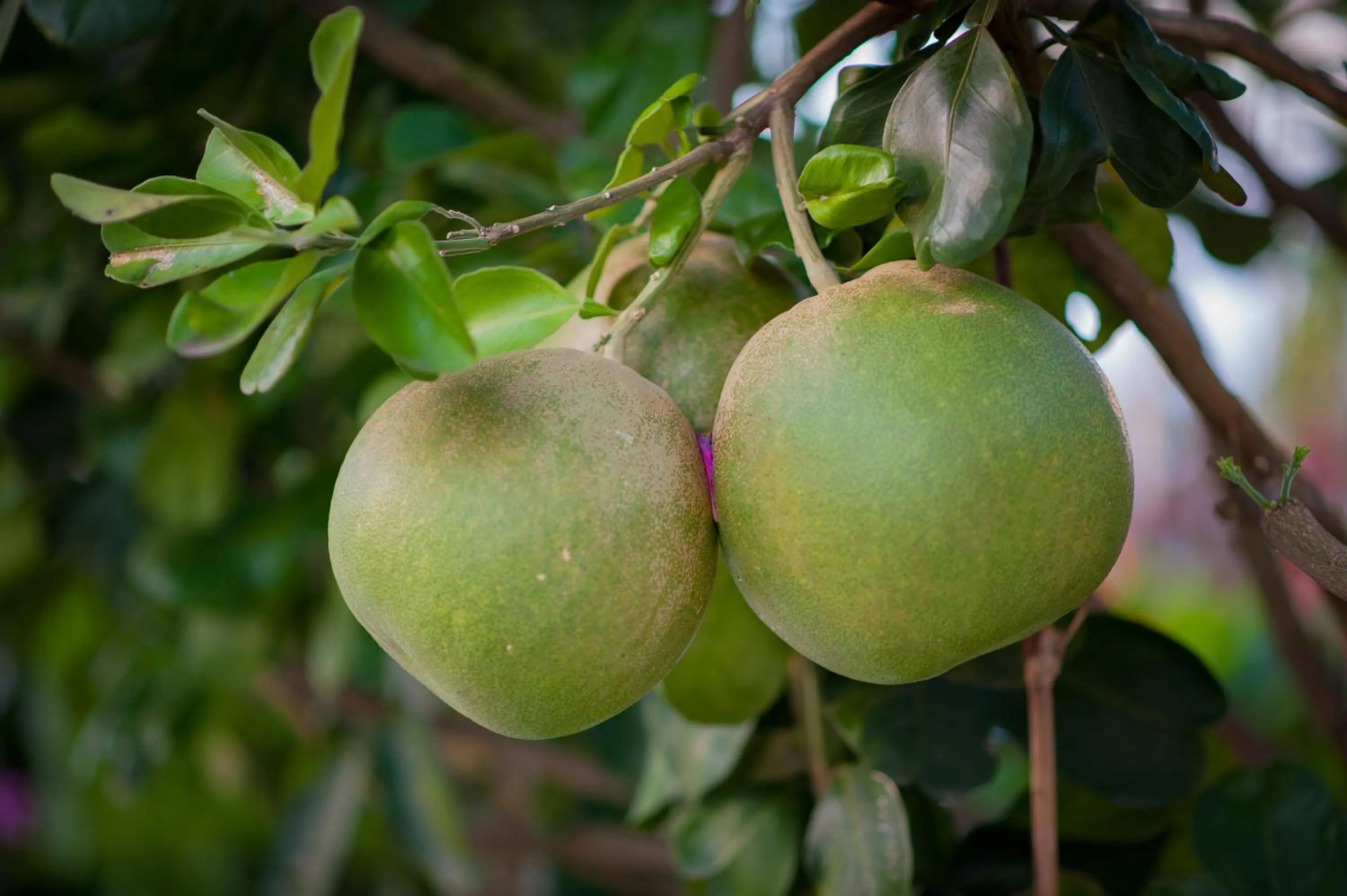 Garden view in Luna Villa