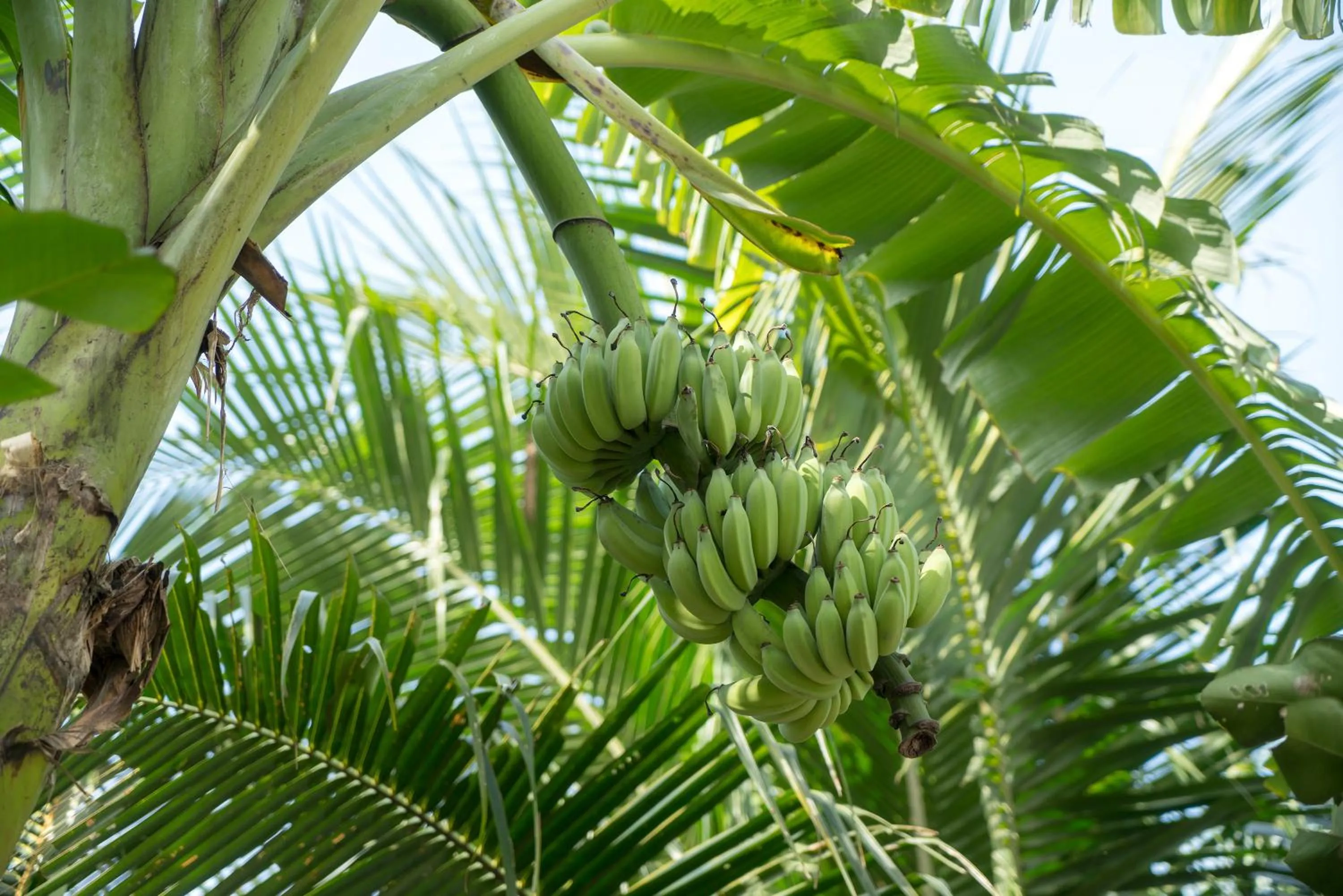 Garden in Luna Villa