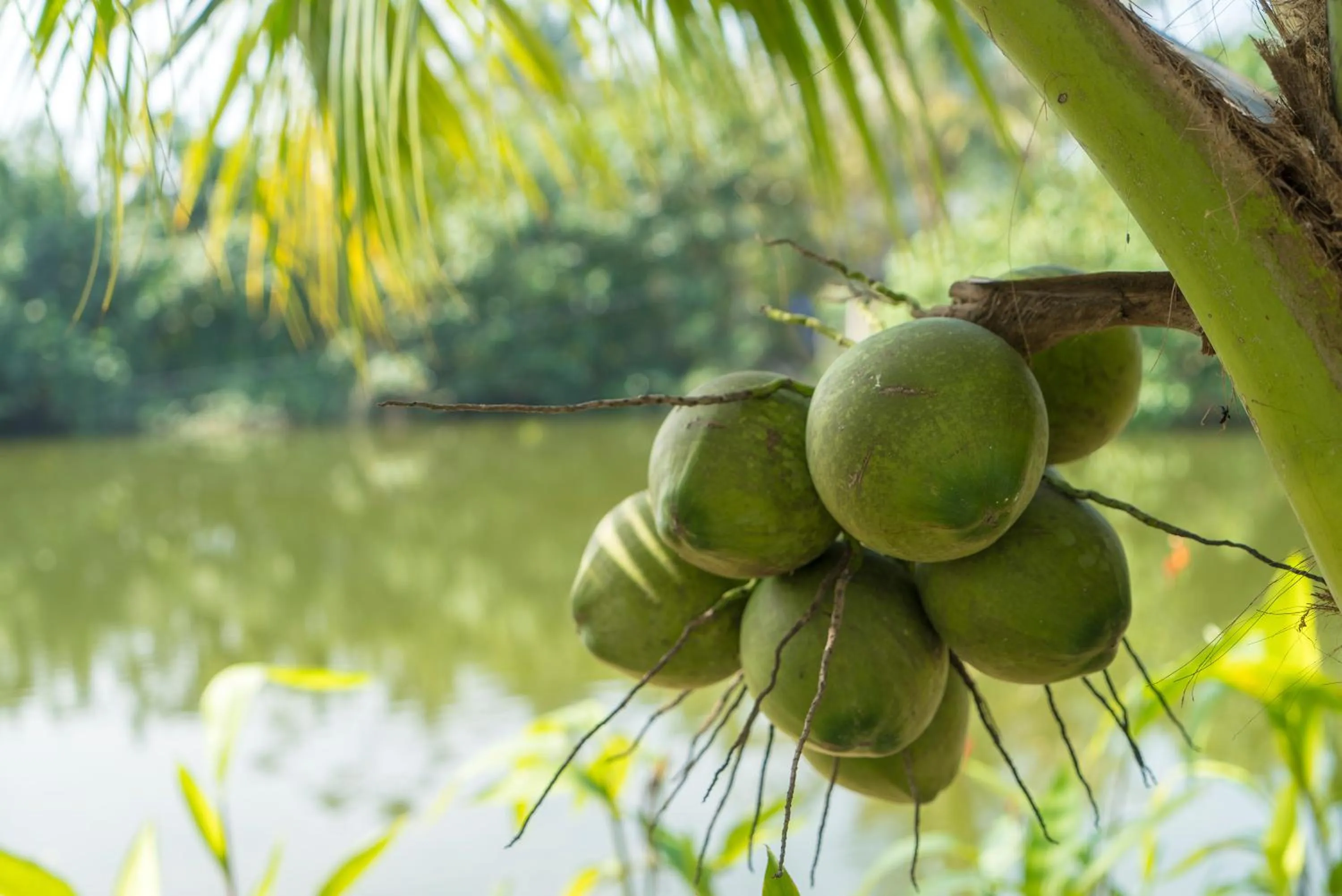 Decorative detail, Food in Luna Villa