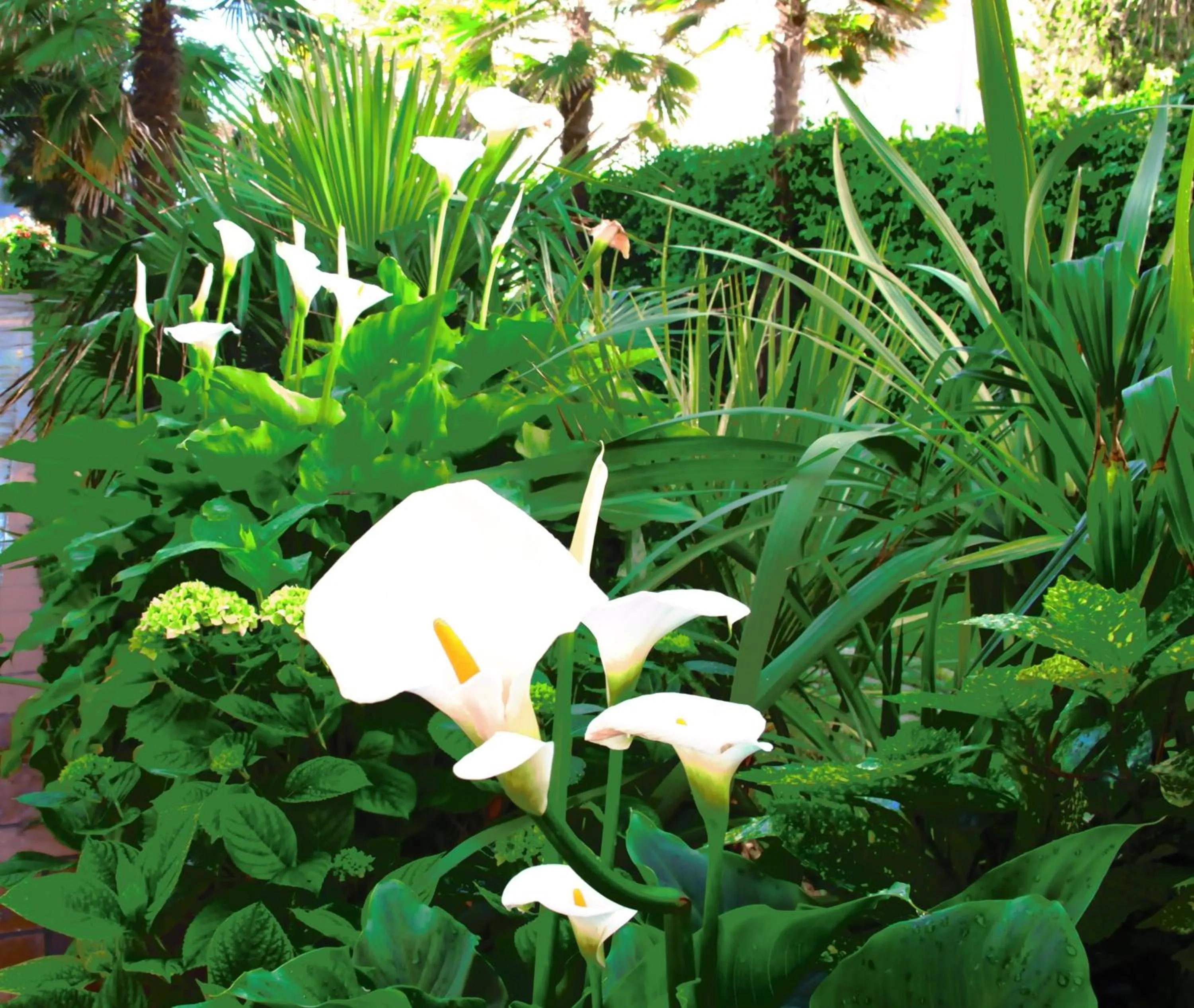 Garden in Hotel Smeraldo