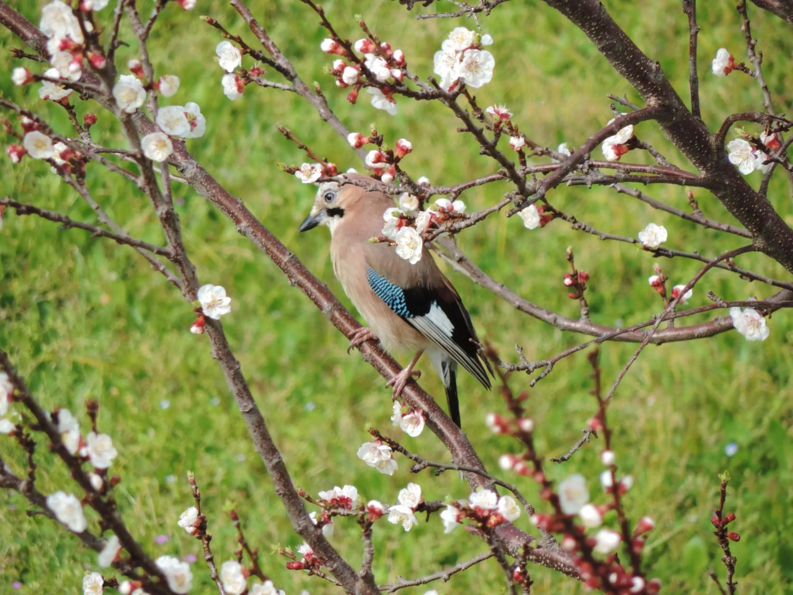 Property building in RosMarino