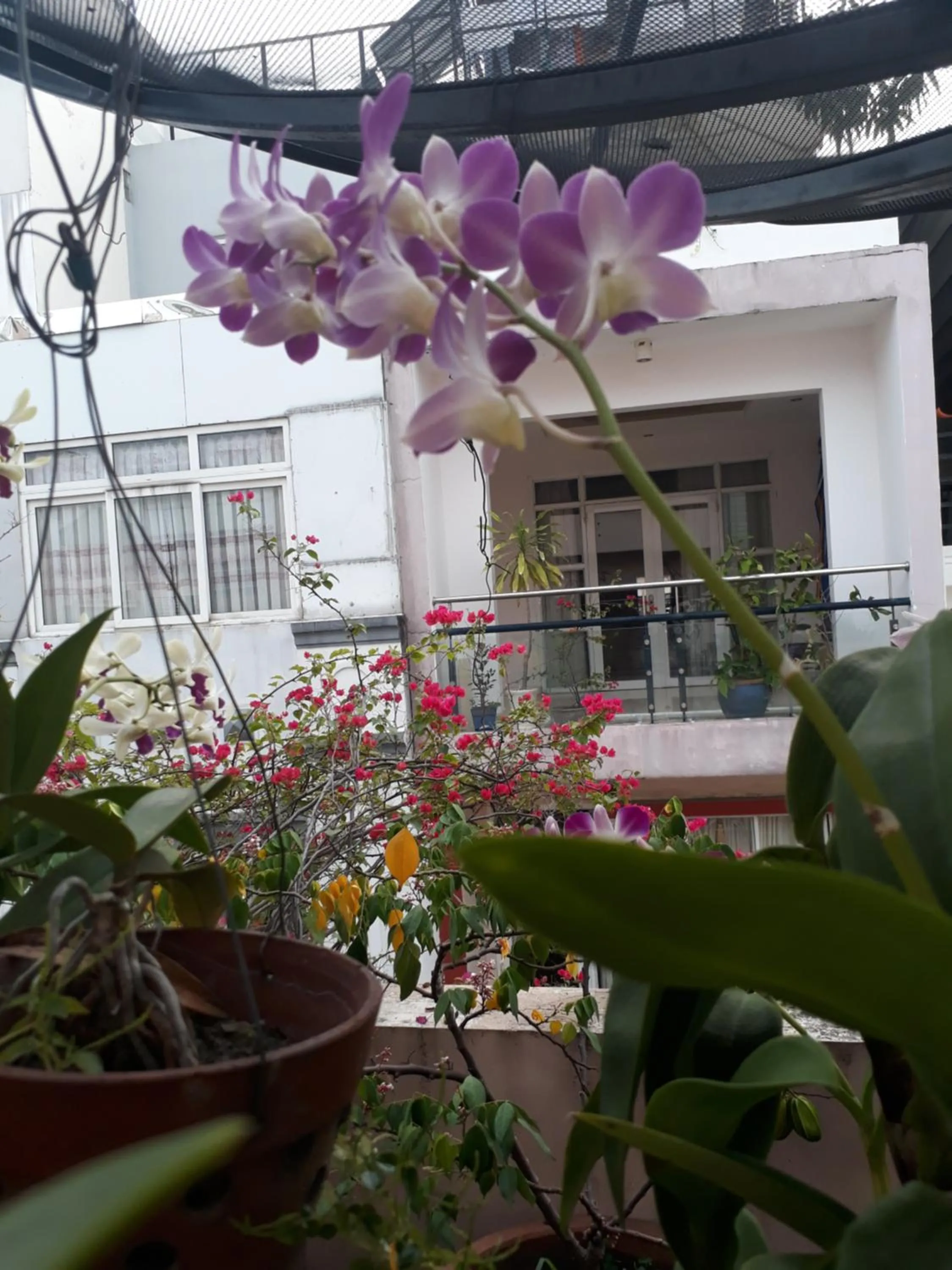 Natural landscape in Giang Hotel