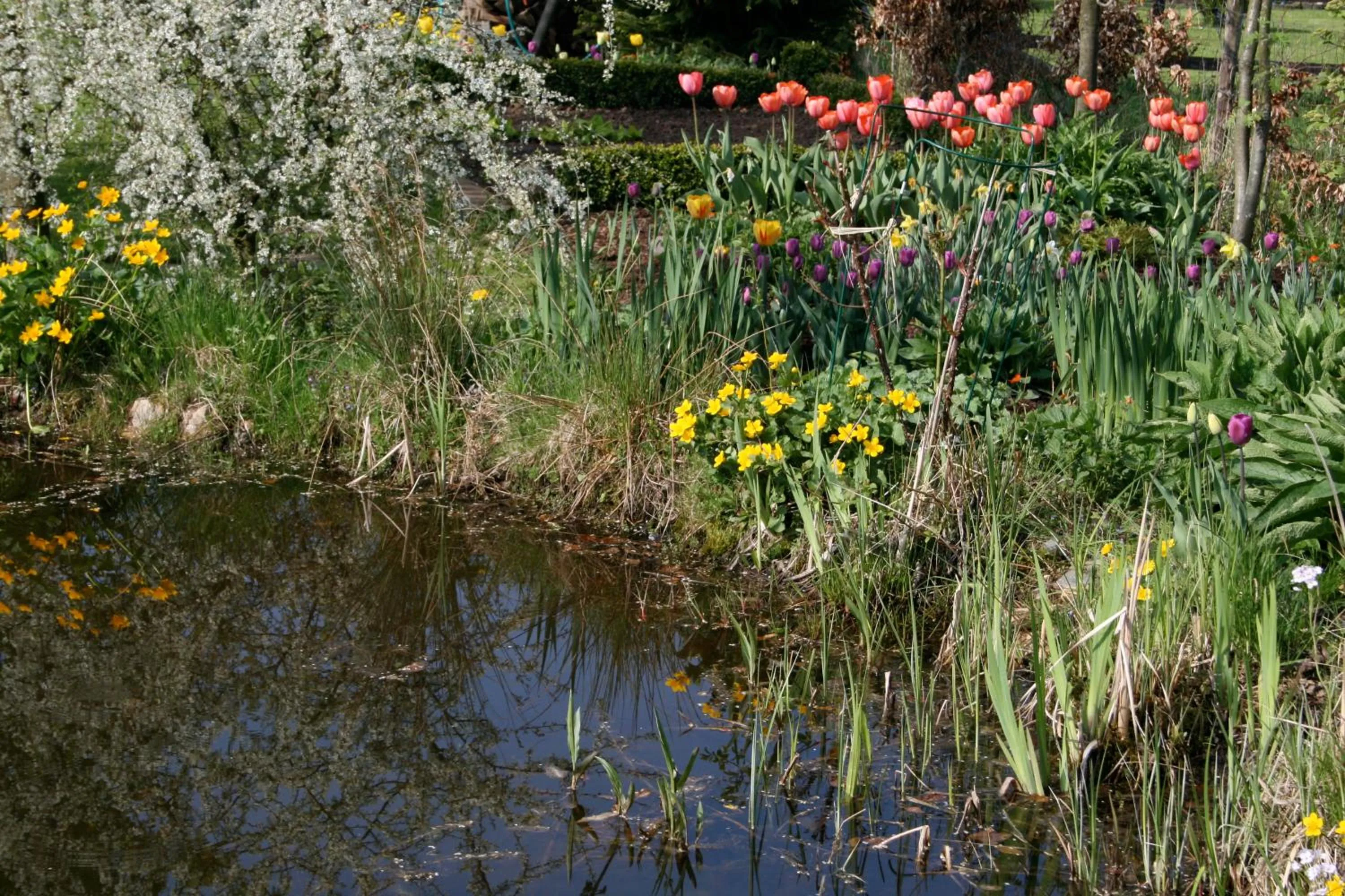 Garden in Room Art Lovers