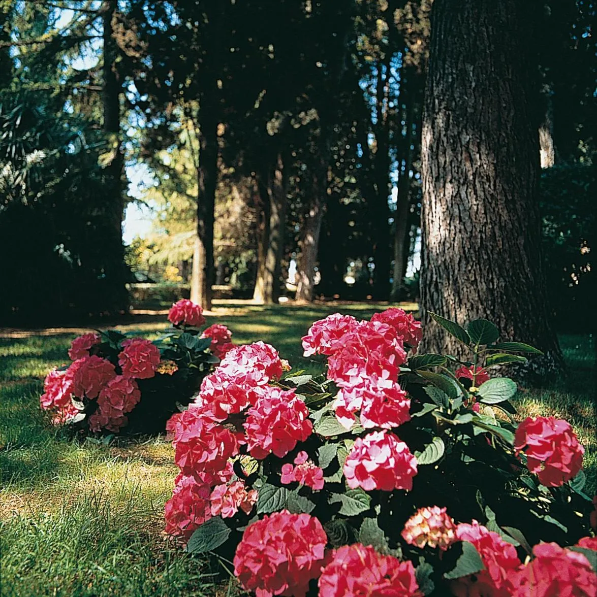 Garden in Villa Pambuffetti