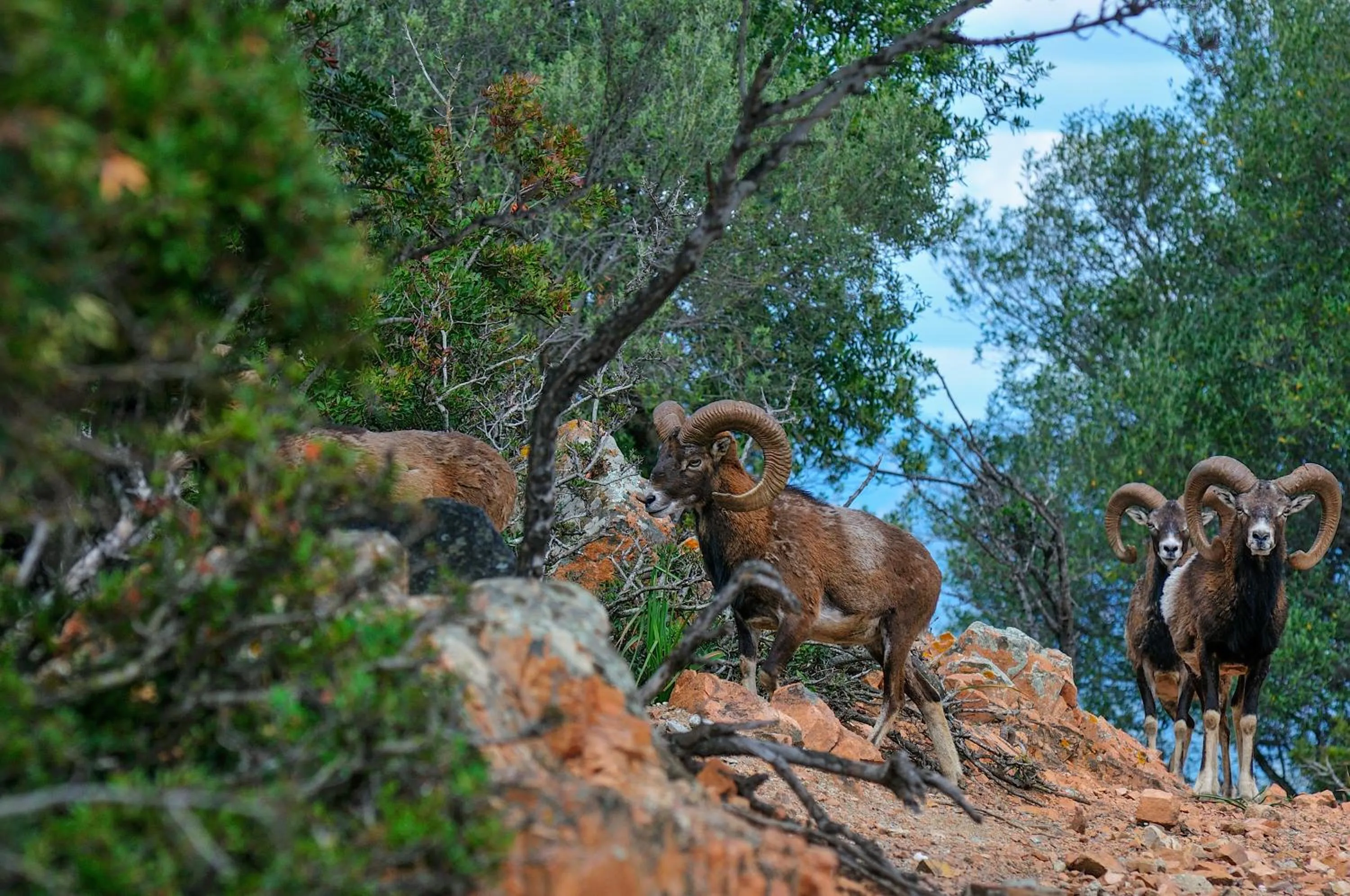 Natural landscape in Hotel Monte Turri - Adults Only
