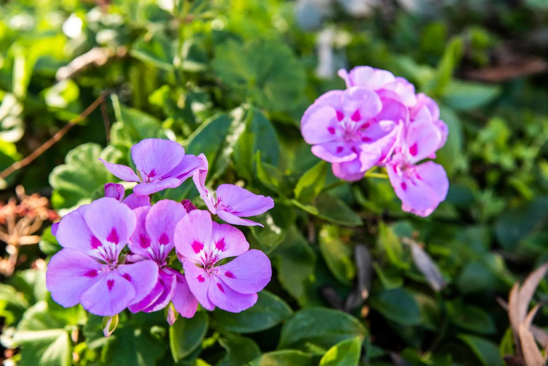 Banksia Tourist Park