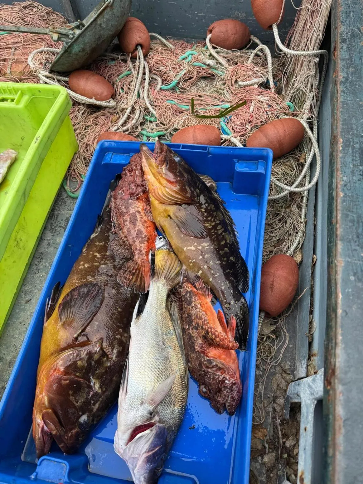 Restaurant/places to eat in Hotel Albatros