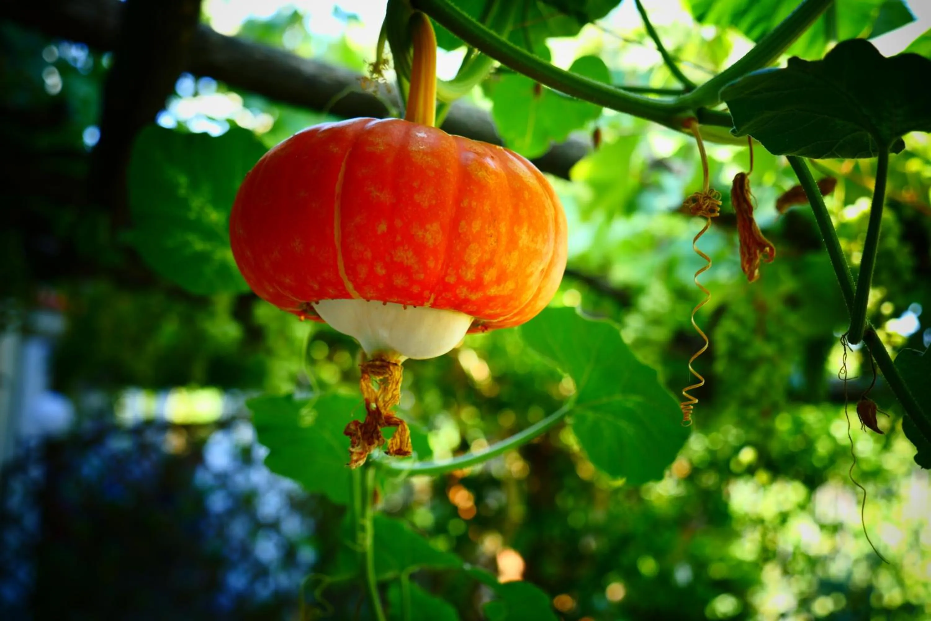 Other in Da Gelsomina