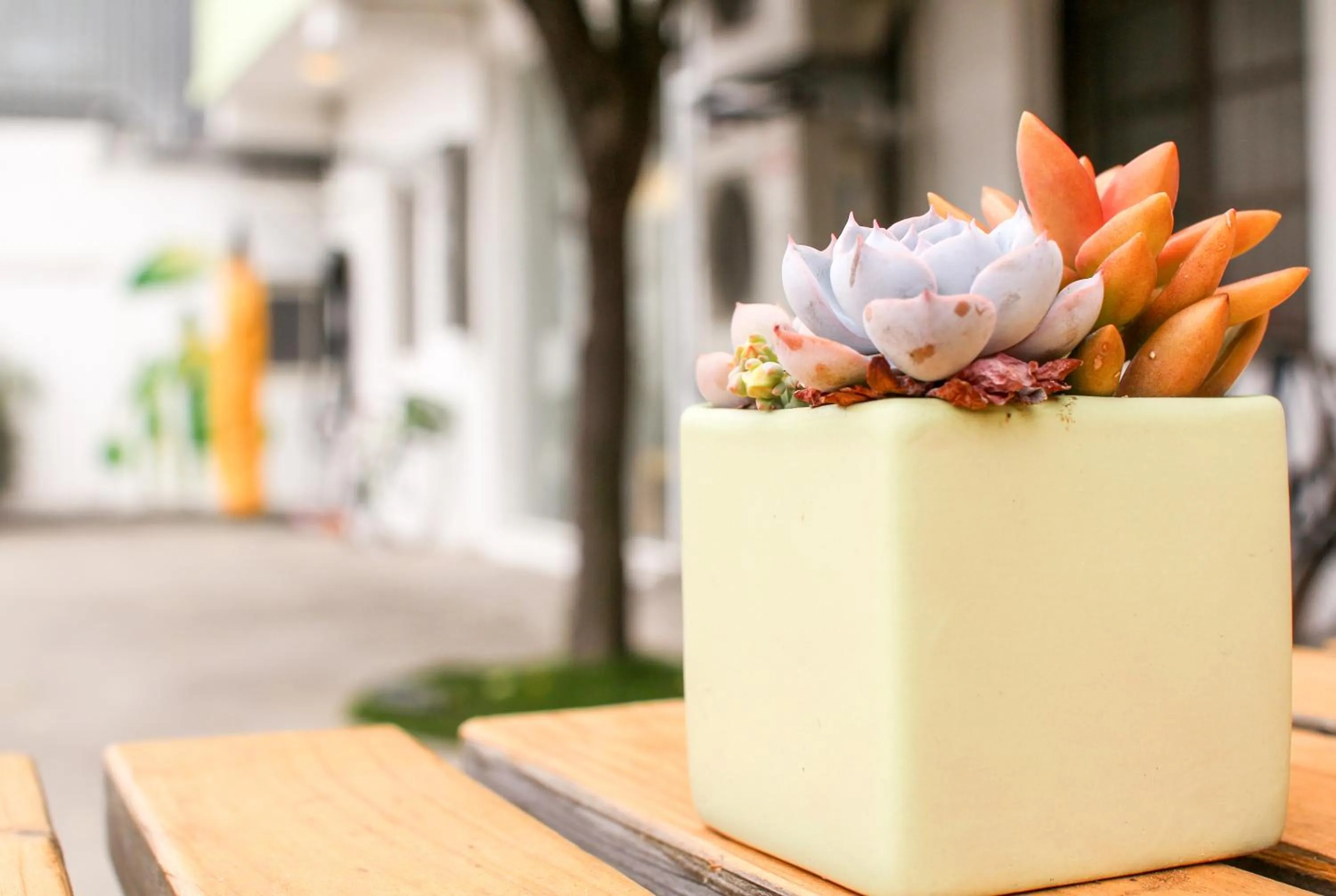 Spring in T-Life Hostel